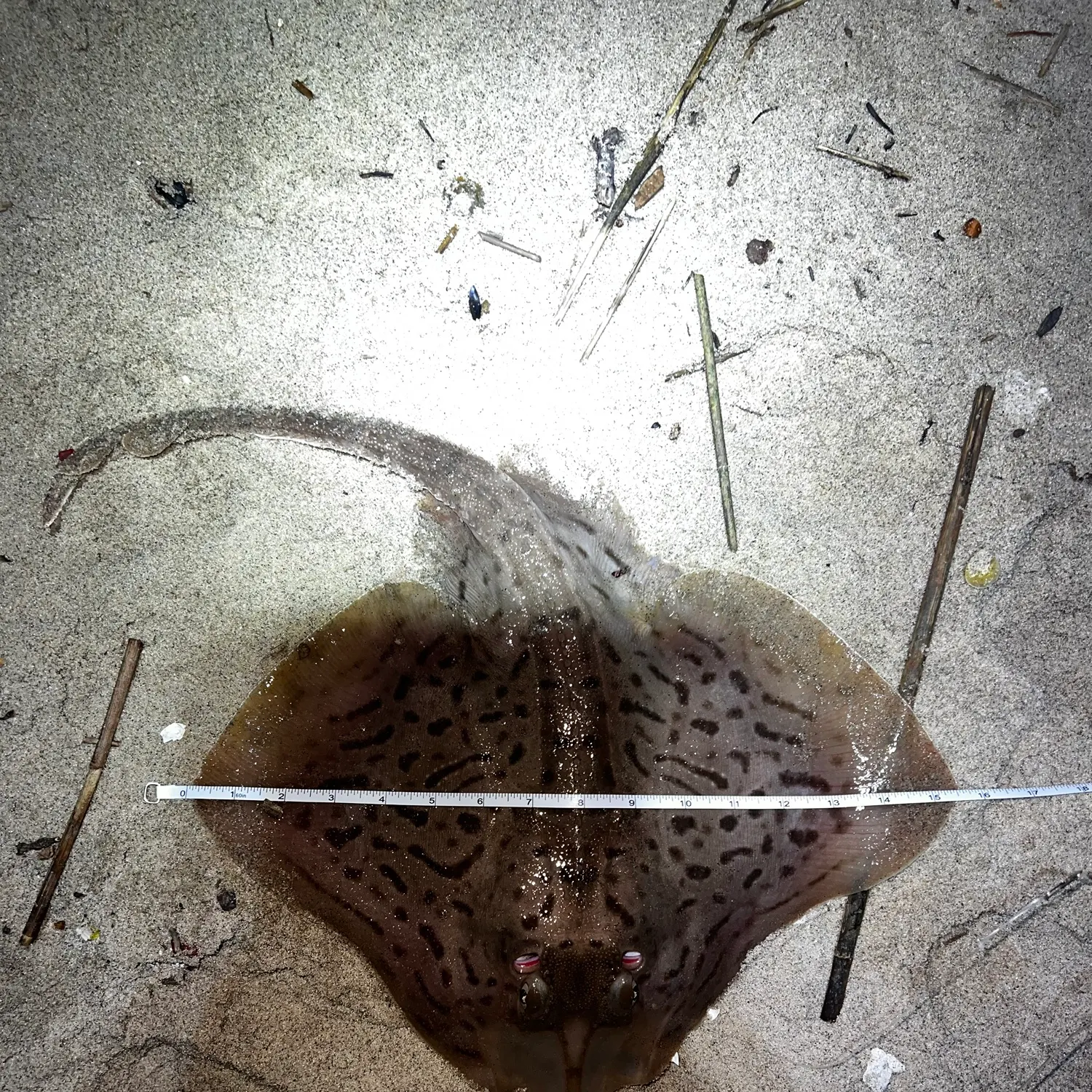 The most recent Clearnose skate catches on Fishbrain