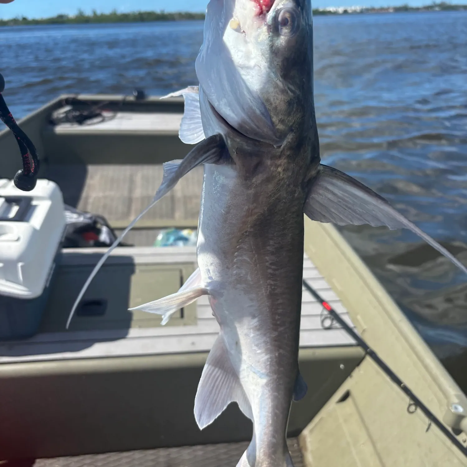 Hardhead sea catfish caught on Fishbrain