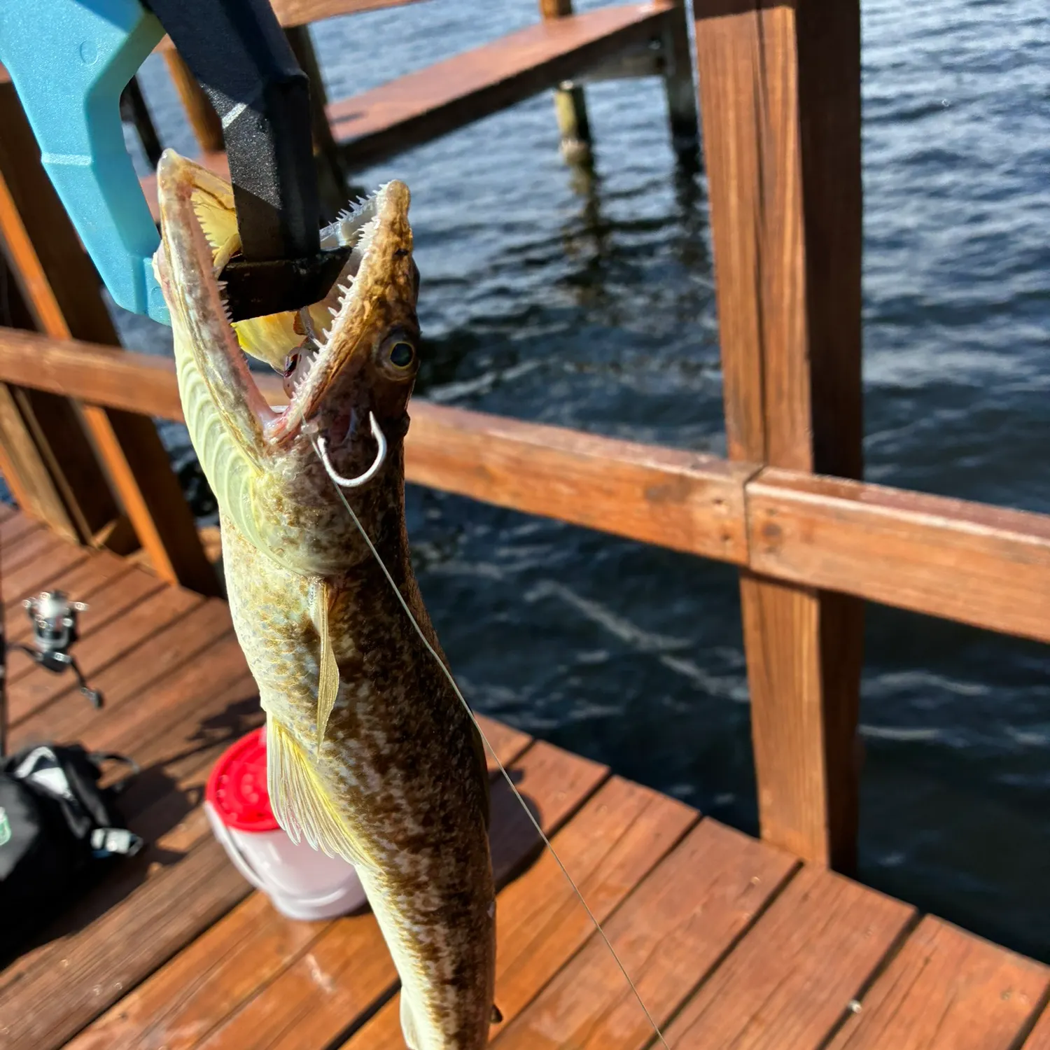 The most recent Inshore lizardfish catches on Fishbrain