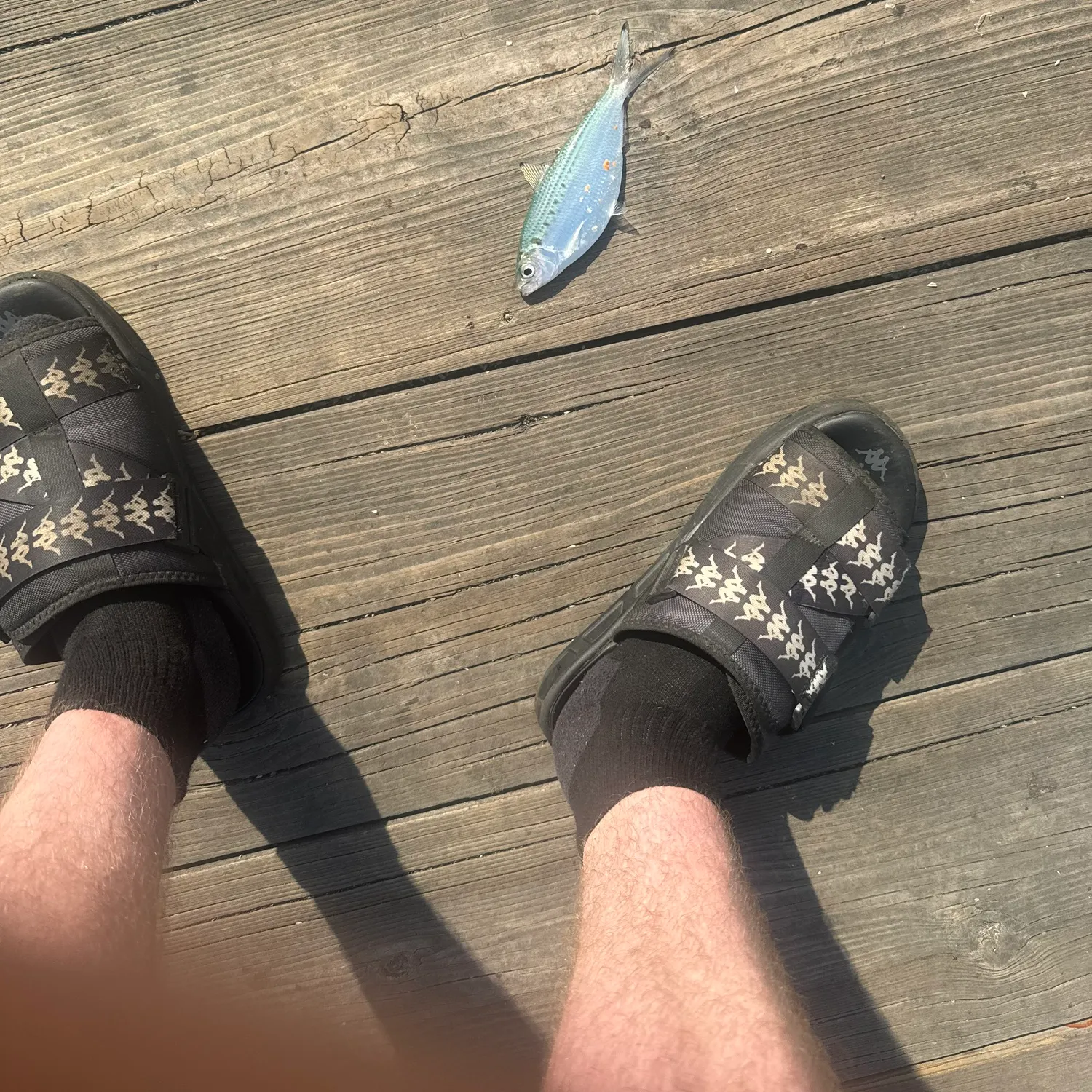The most recent Blueback shad catches on Fishbrain