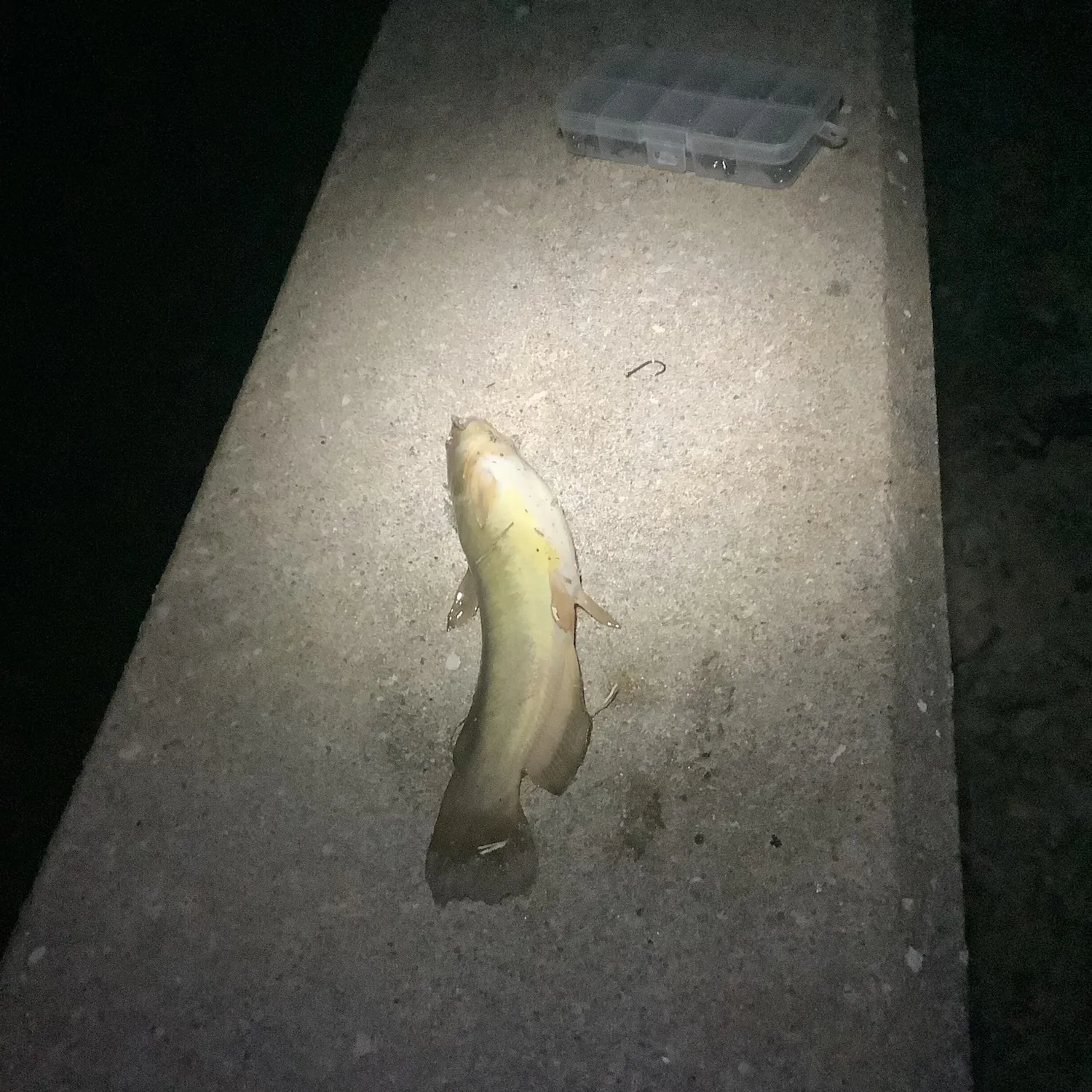 Yellow bullhead caught on Fishbrain