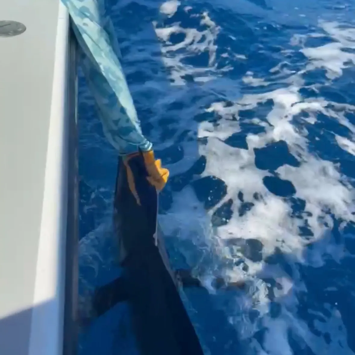 The most recent Indo-Pacific sailfish catches on Fishbrain
