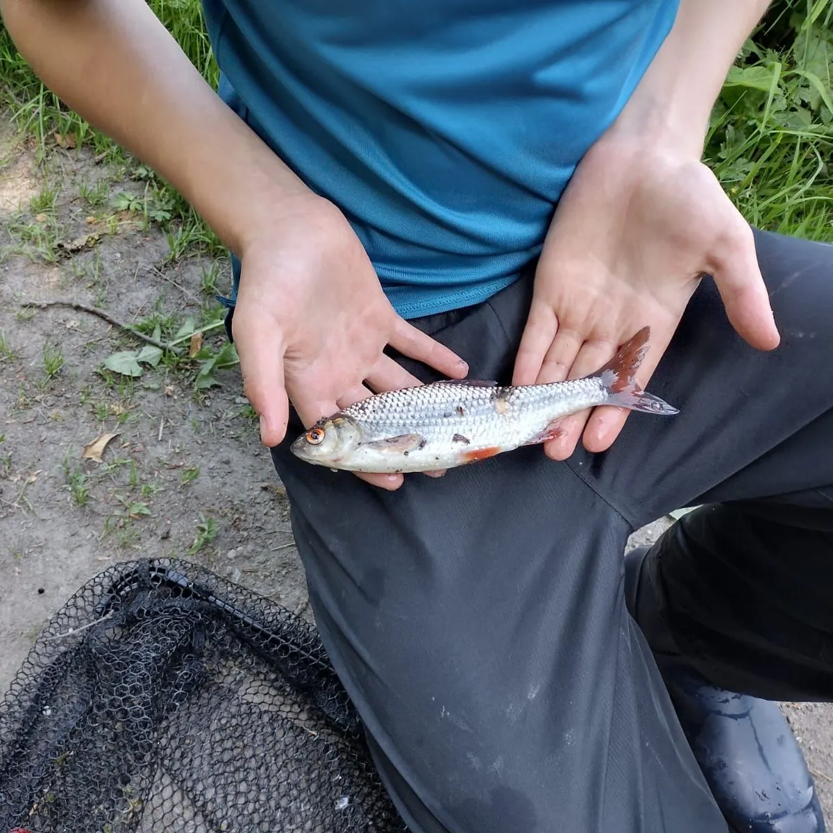The most recent Common roach catches on Fishbrain