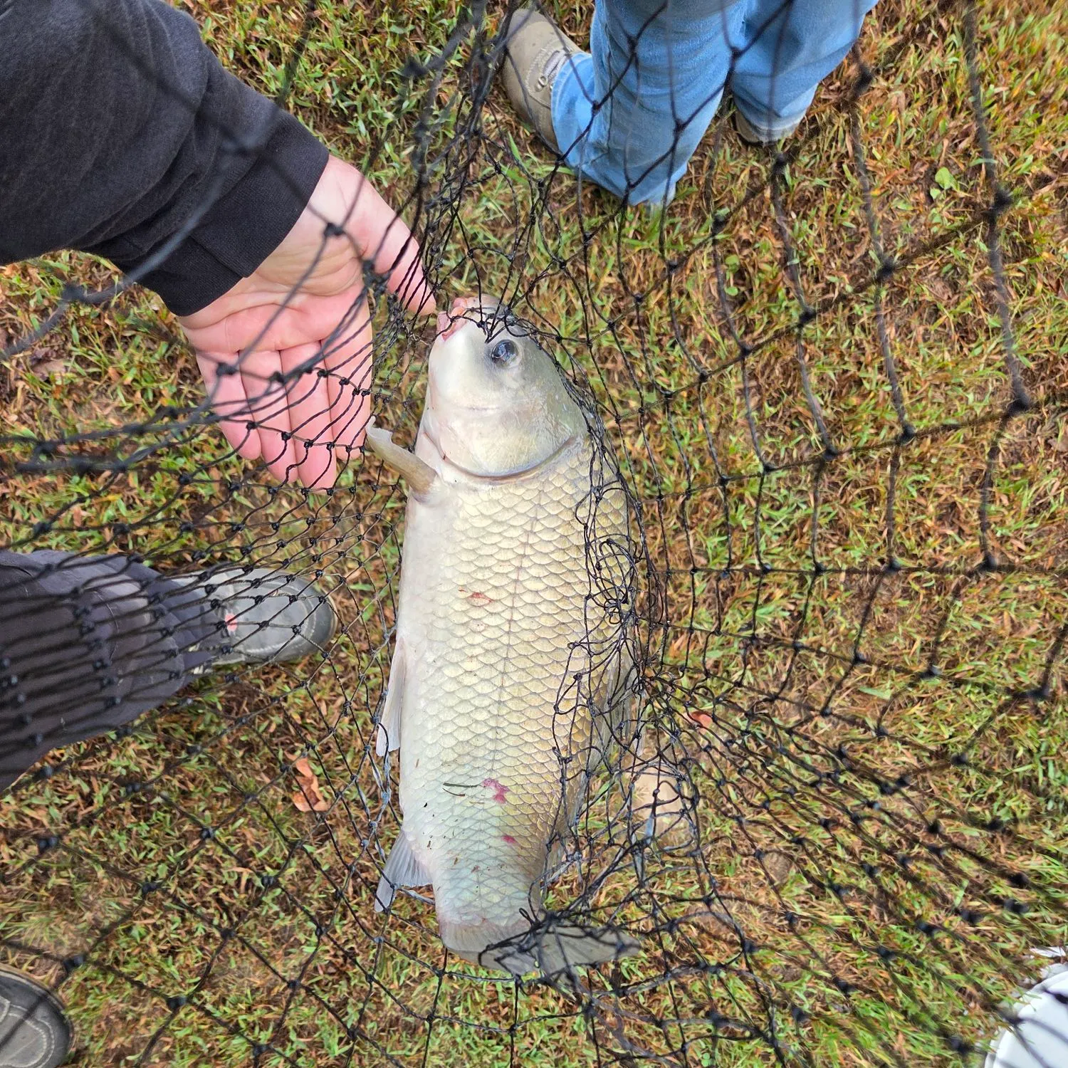 Fish caught on Fishbrain