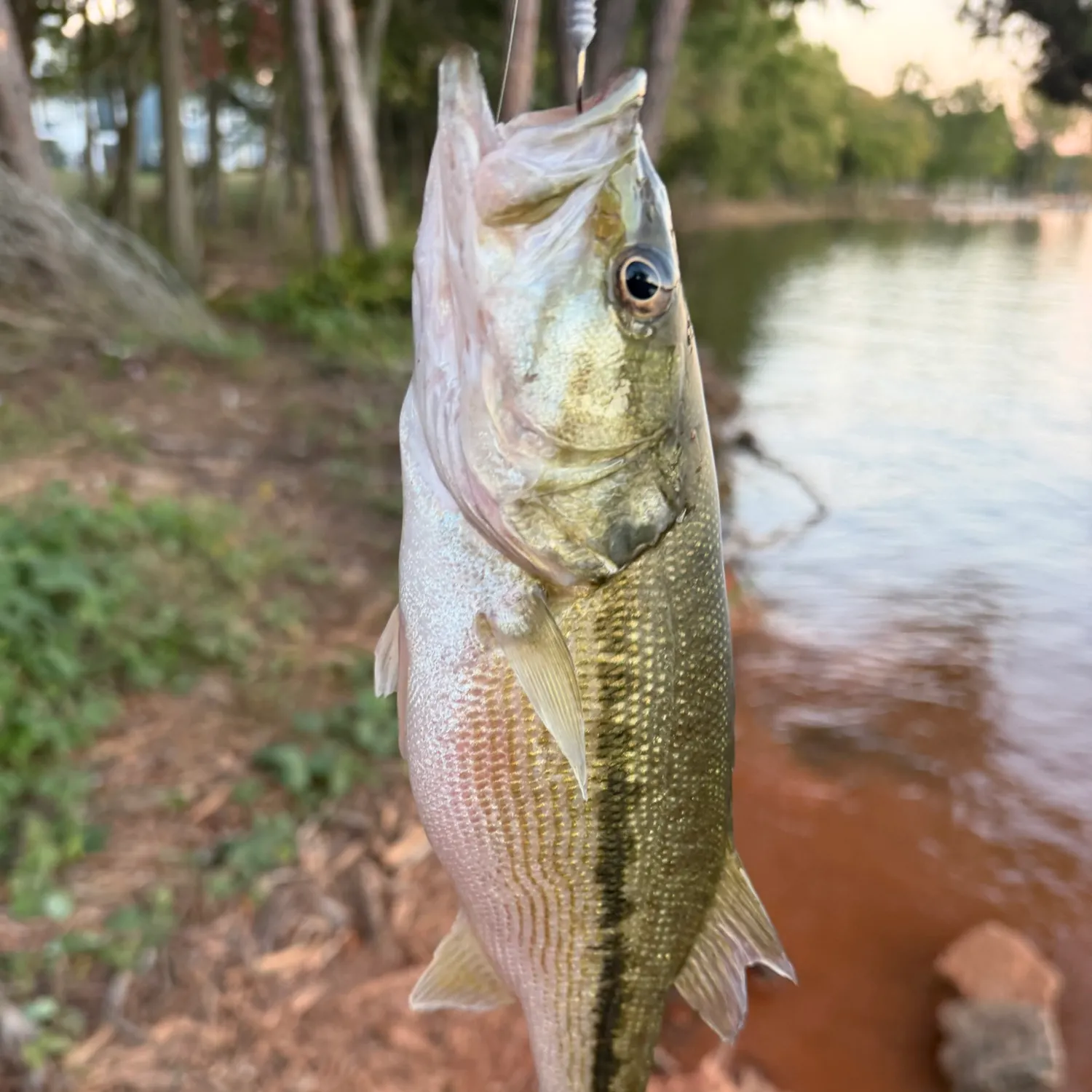 Spotted bass caught on Fishbrain