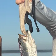 Spotted seatrout caught on Fishbrain