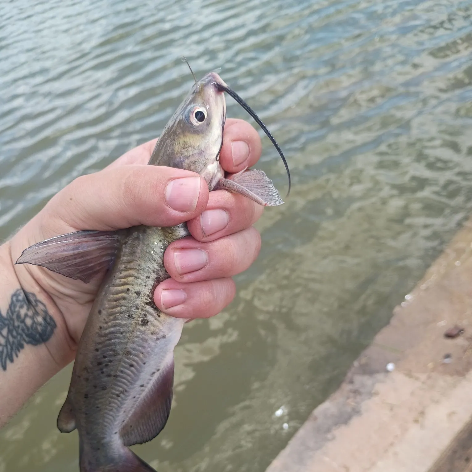 Channel catfish caught on Fishbrain