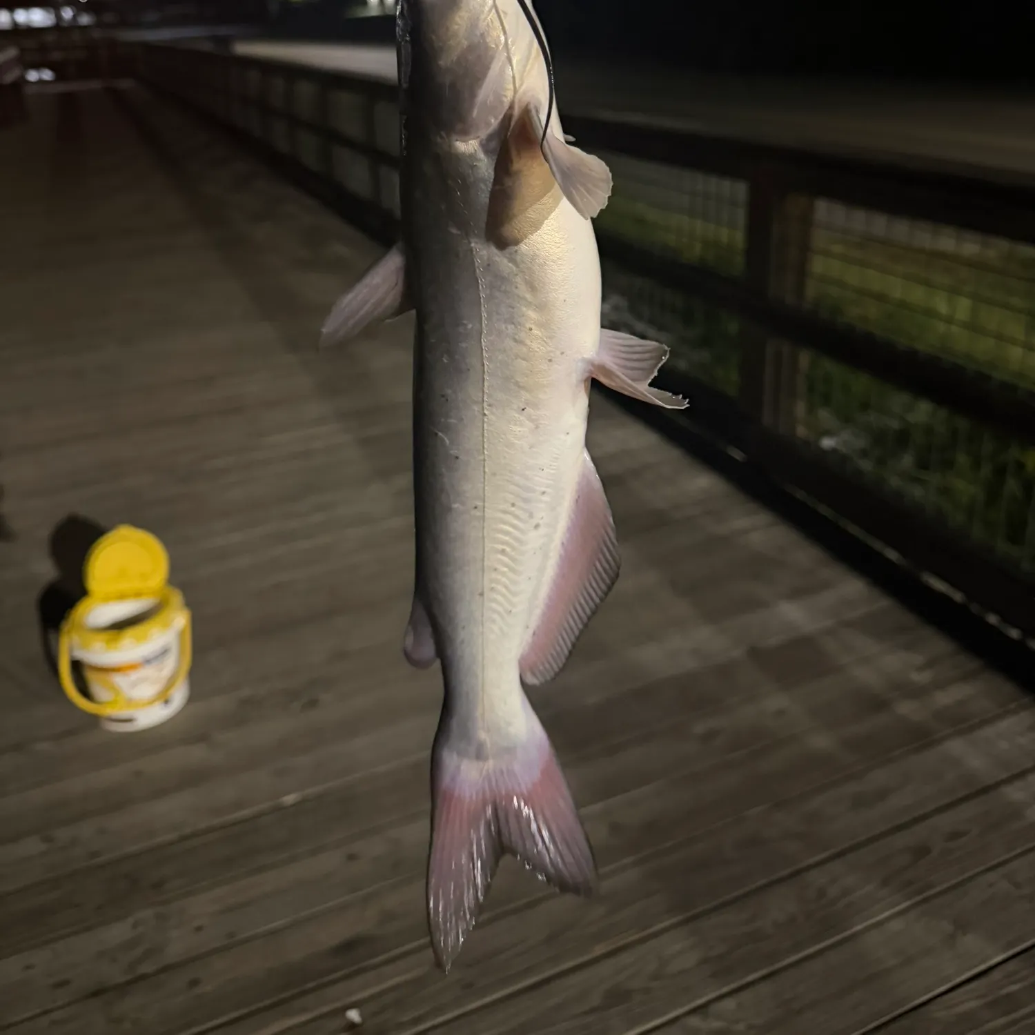 Channel catfish caught on Fishbrain