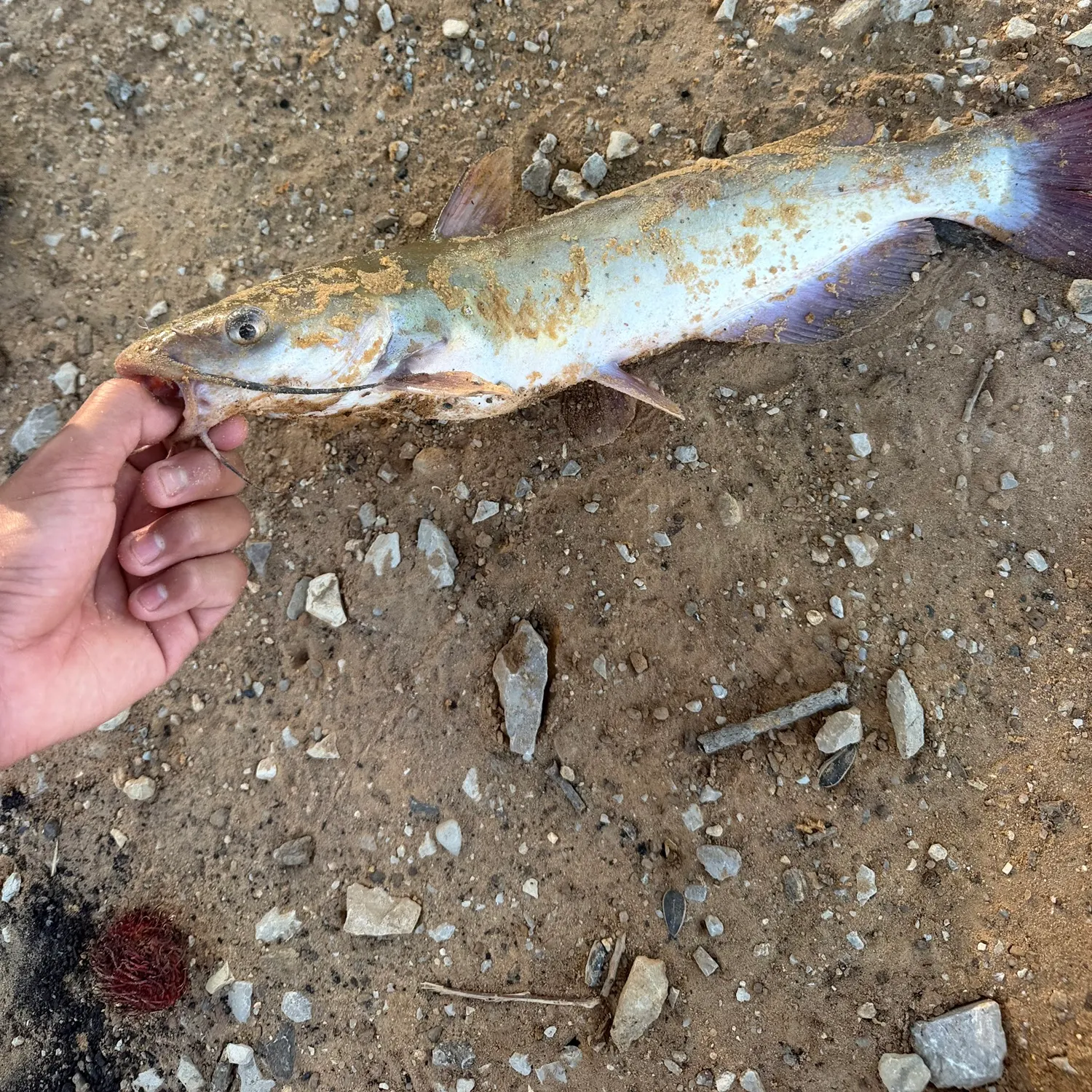 Channel catfish caught on Fishbrain