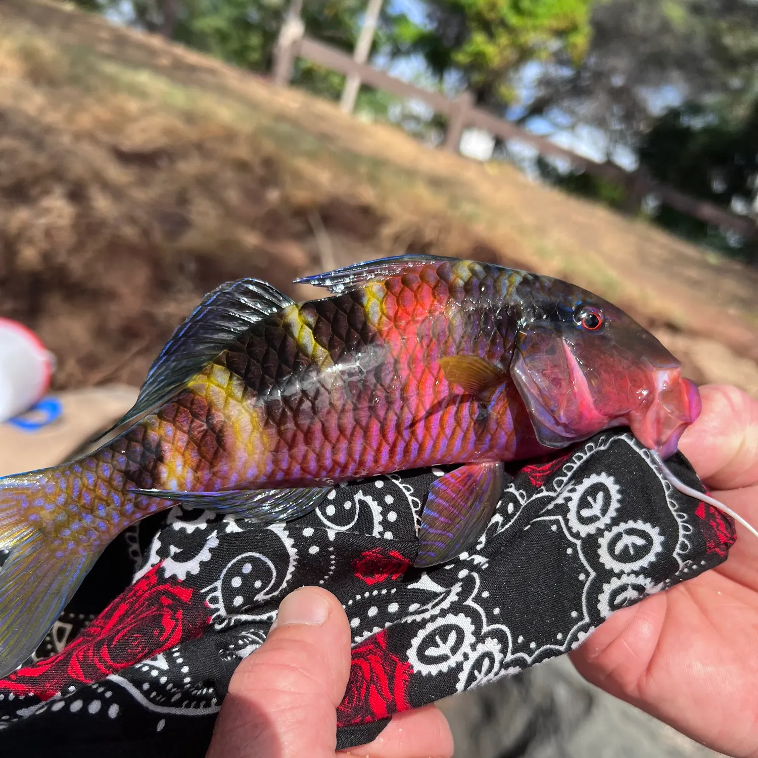 catch