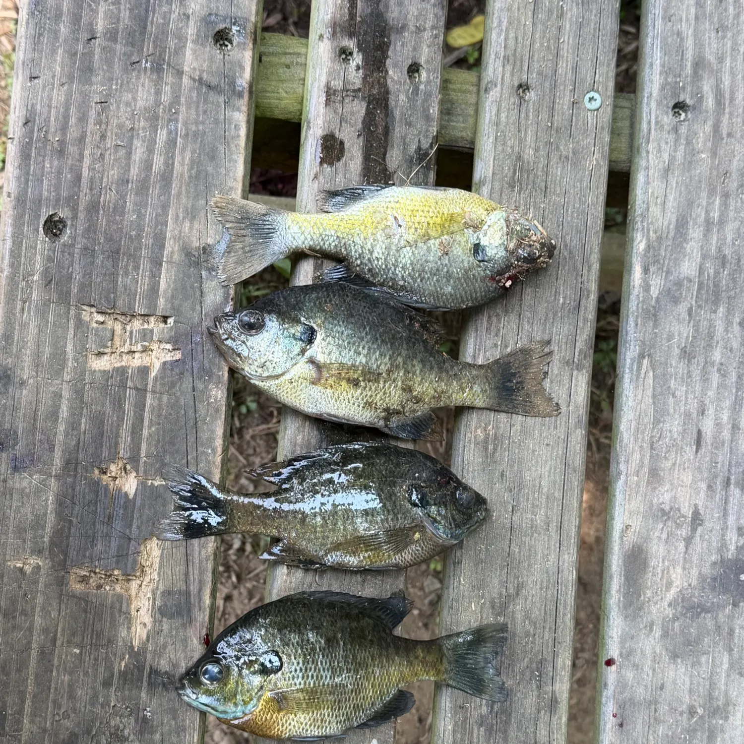 recently logged catches