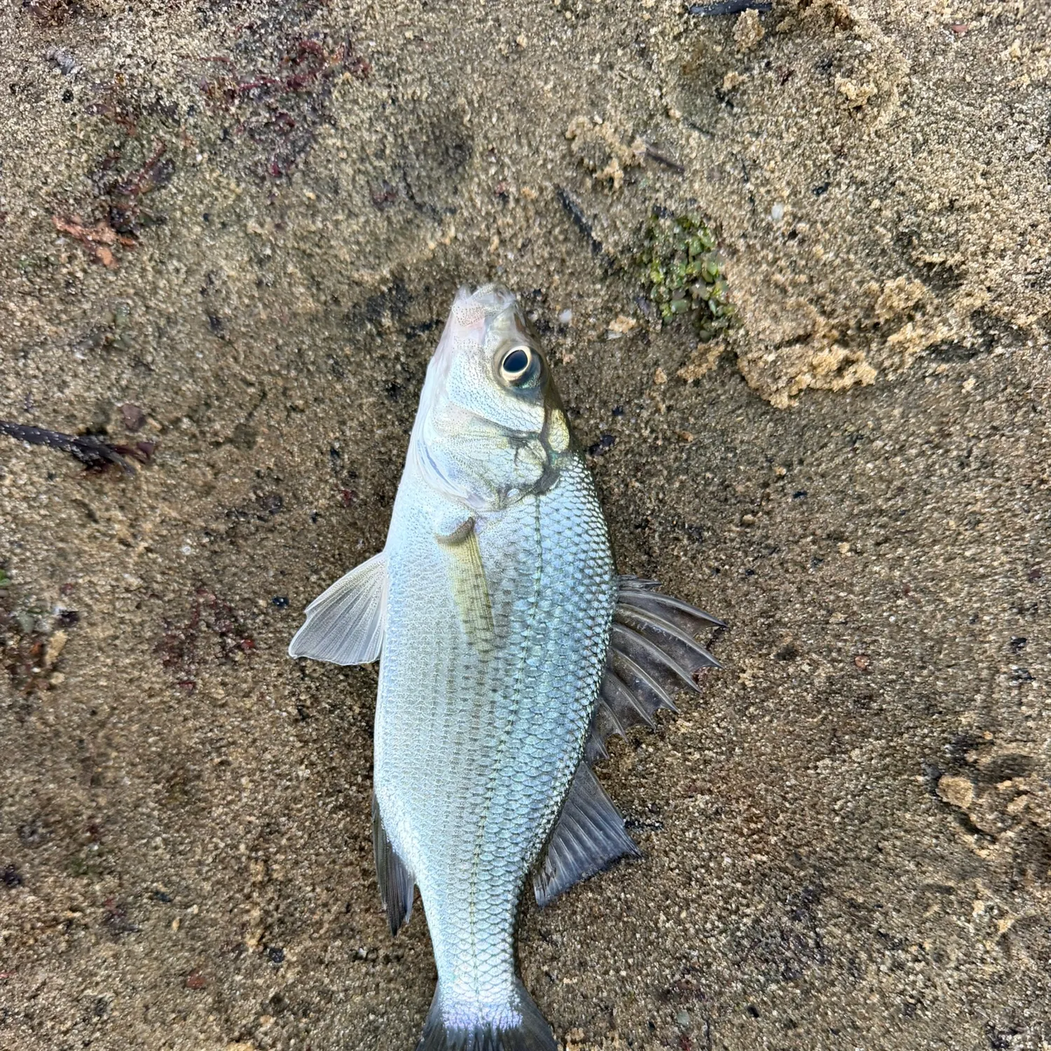 White perch caught on Fishbrain