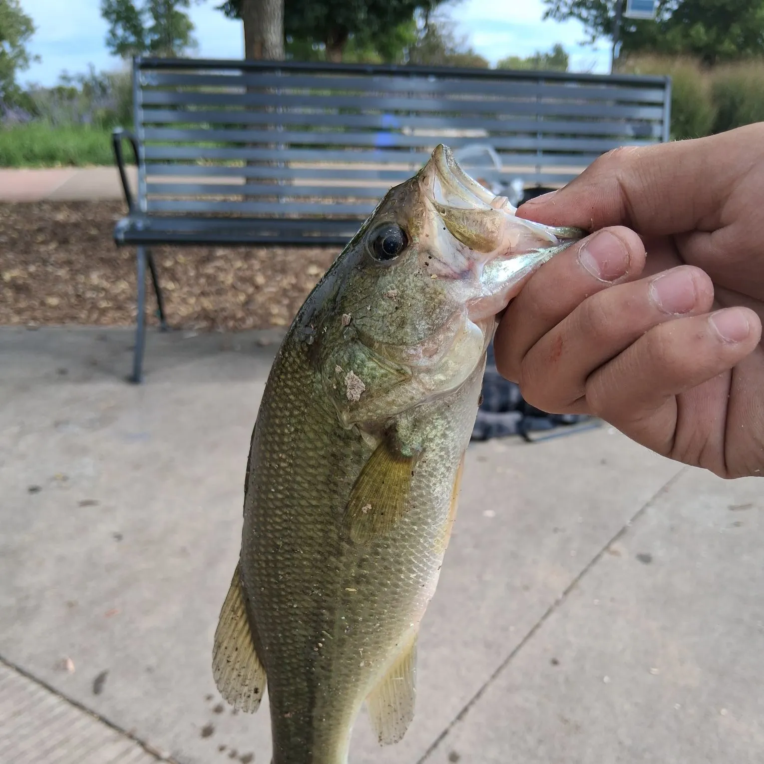 Largemouth bass caught on Fishbrain