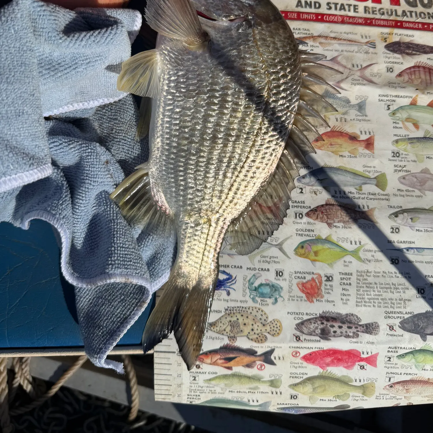 recently logged catches