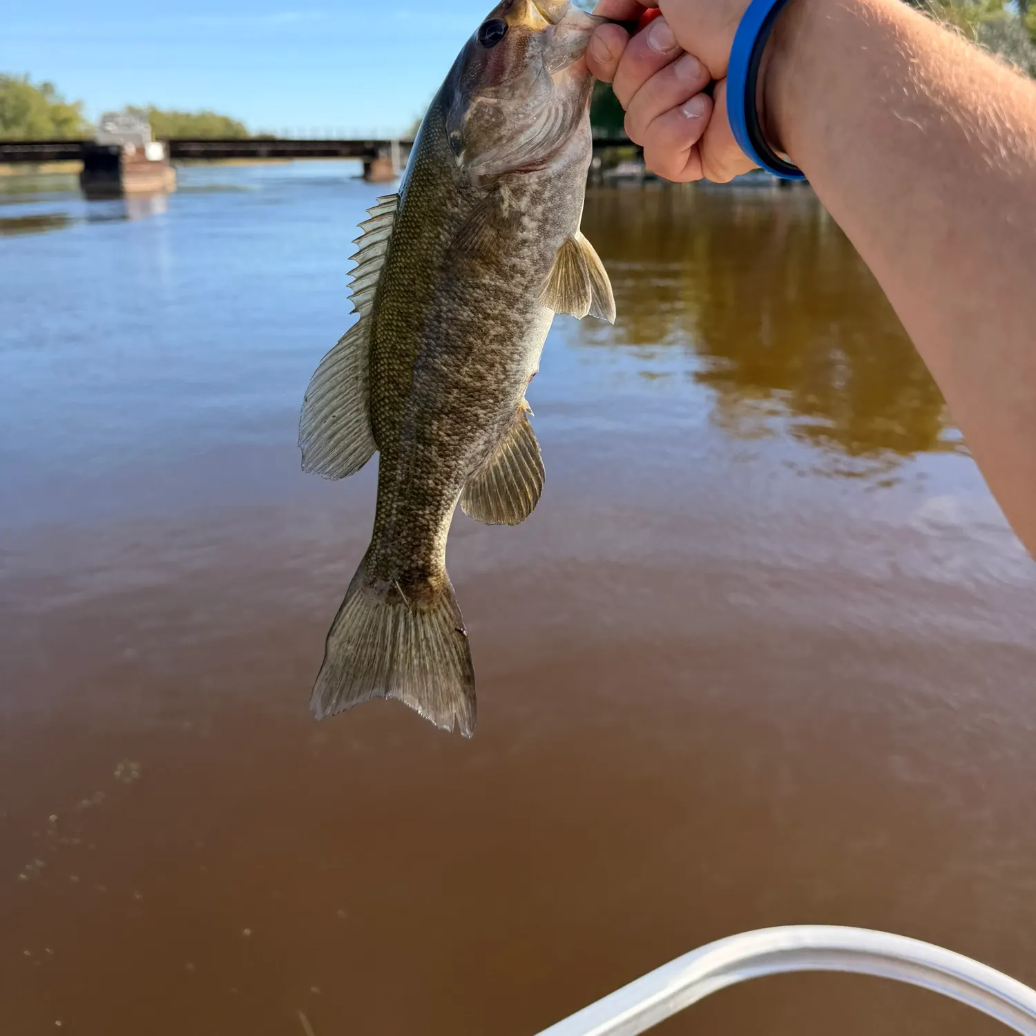 Smallmouth bass caught on Fishbrain