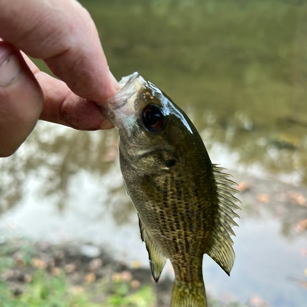 Rock bass caught on Fishbrain