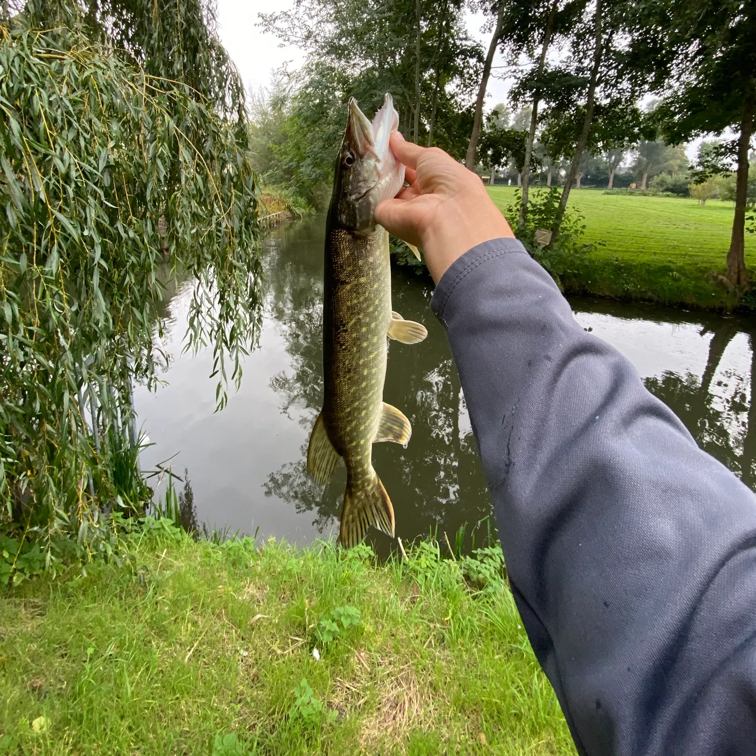 Northern pike caught on Fishbrain