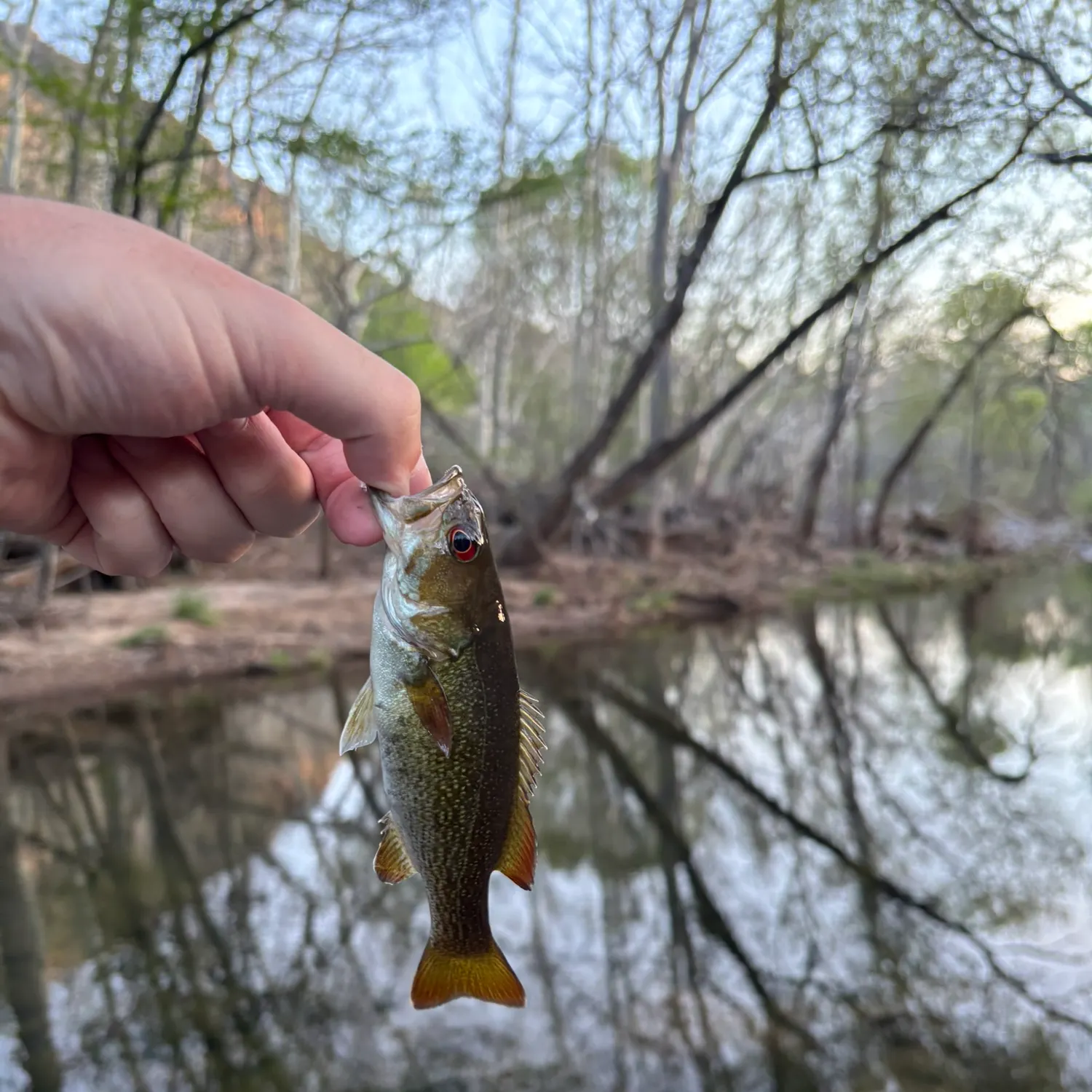 The most recent Redeye bass catches on Fishbrain
