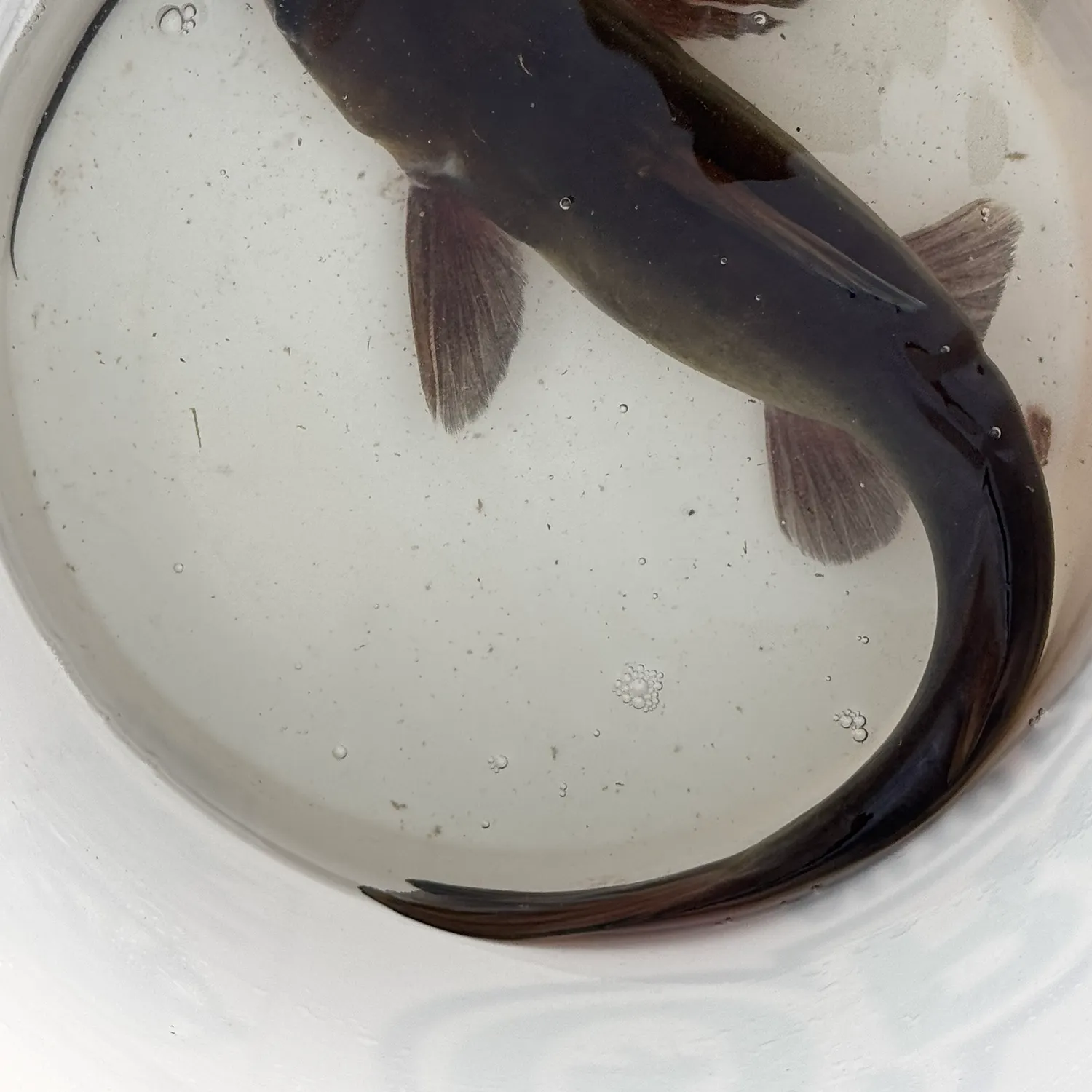 Channel catfish caught on Fishbrain