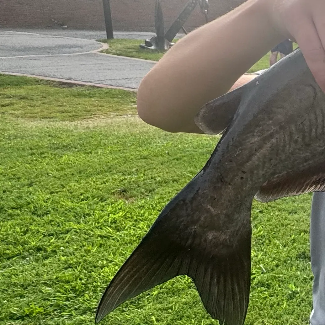 Channel catfish caught on Fishbrain