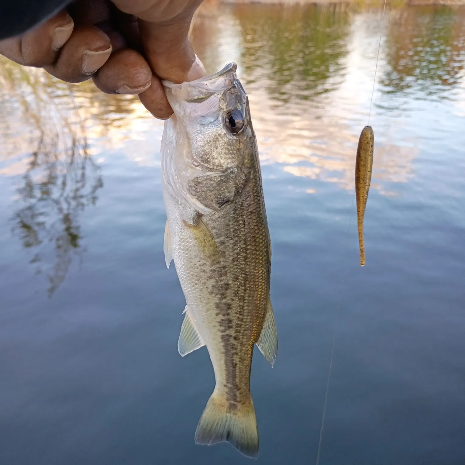 Largemouth bass caught on Fishbrain