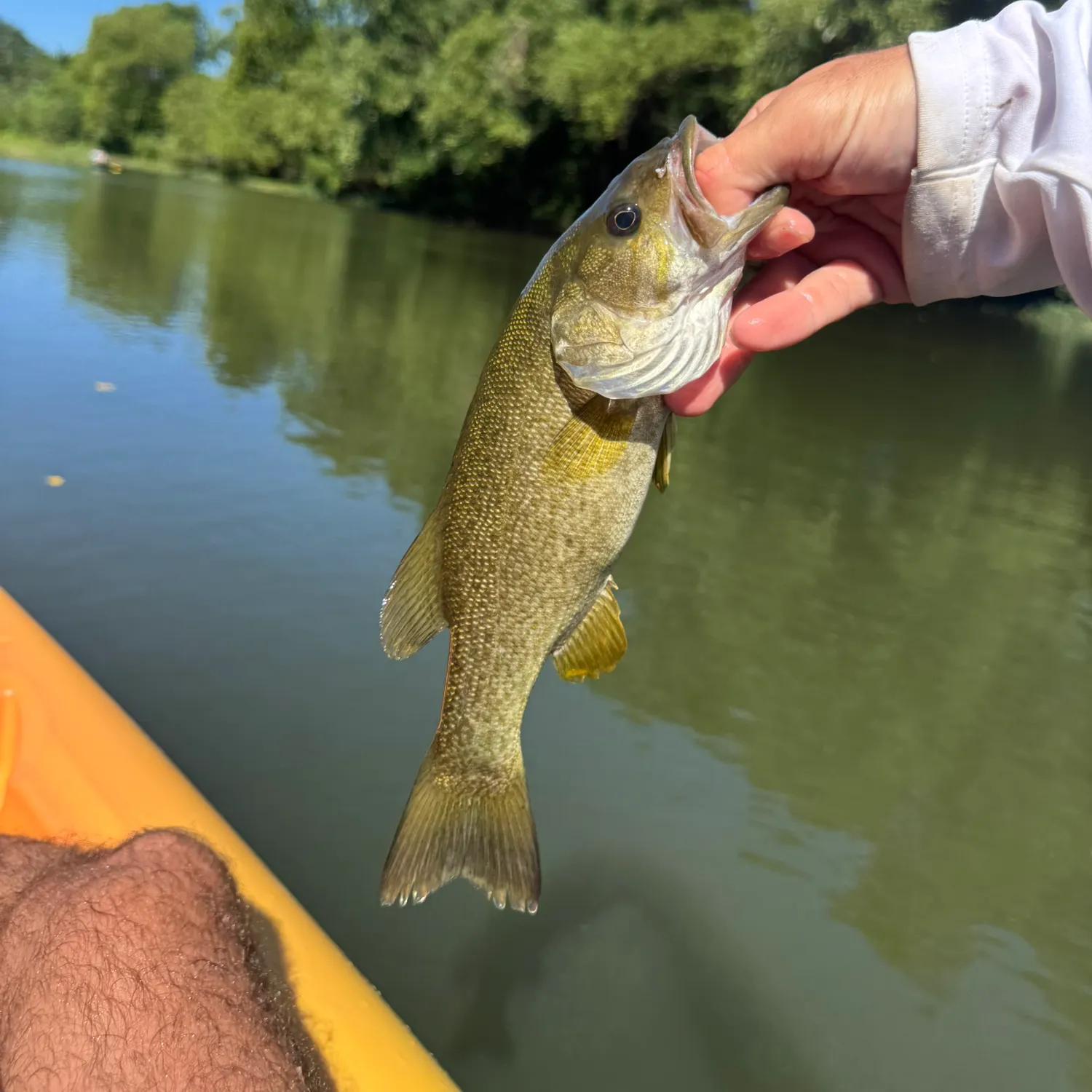 Smallmouth bass caught on Fishbrain