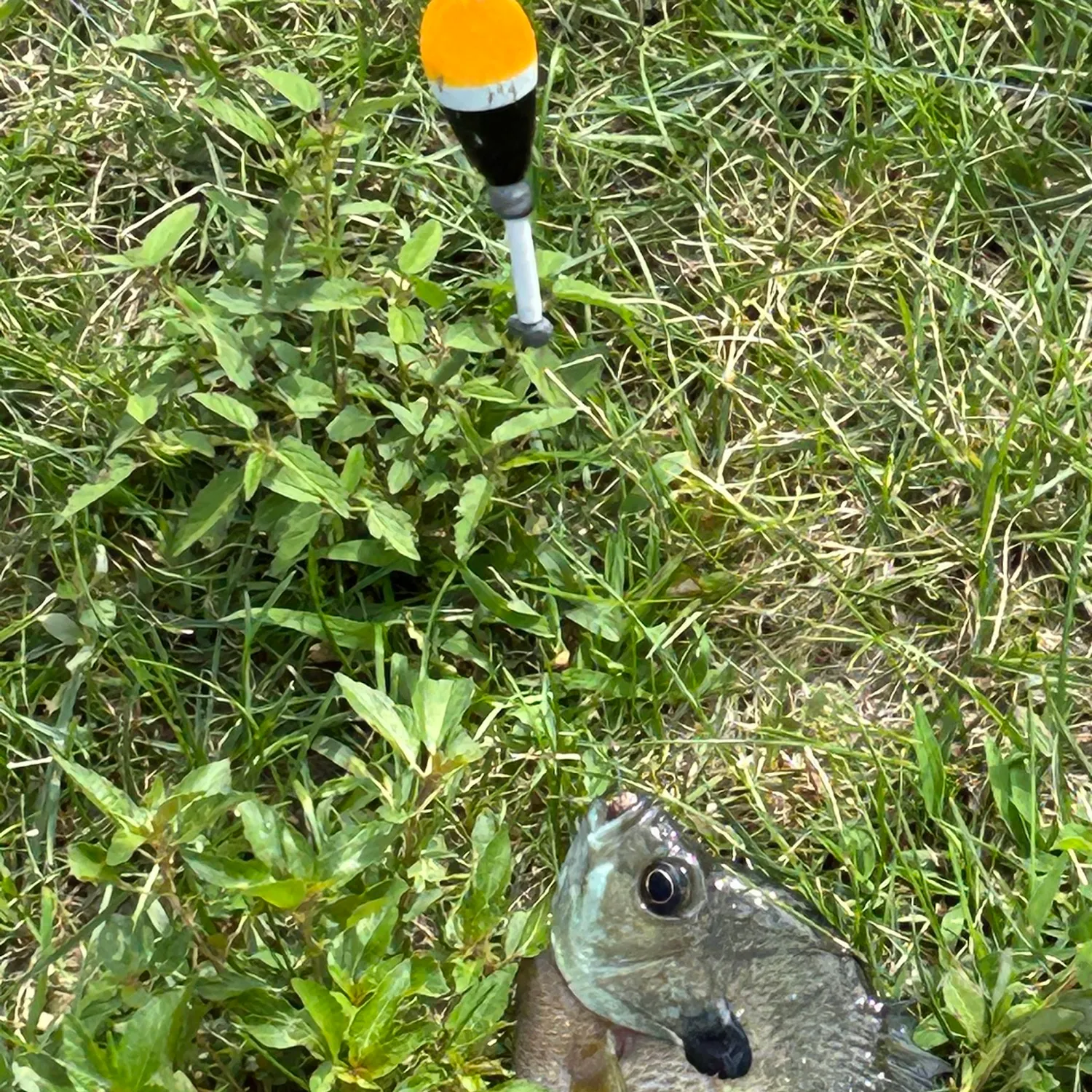 Bluegill caught on Fishbrain