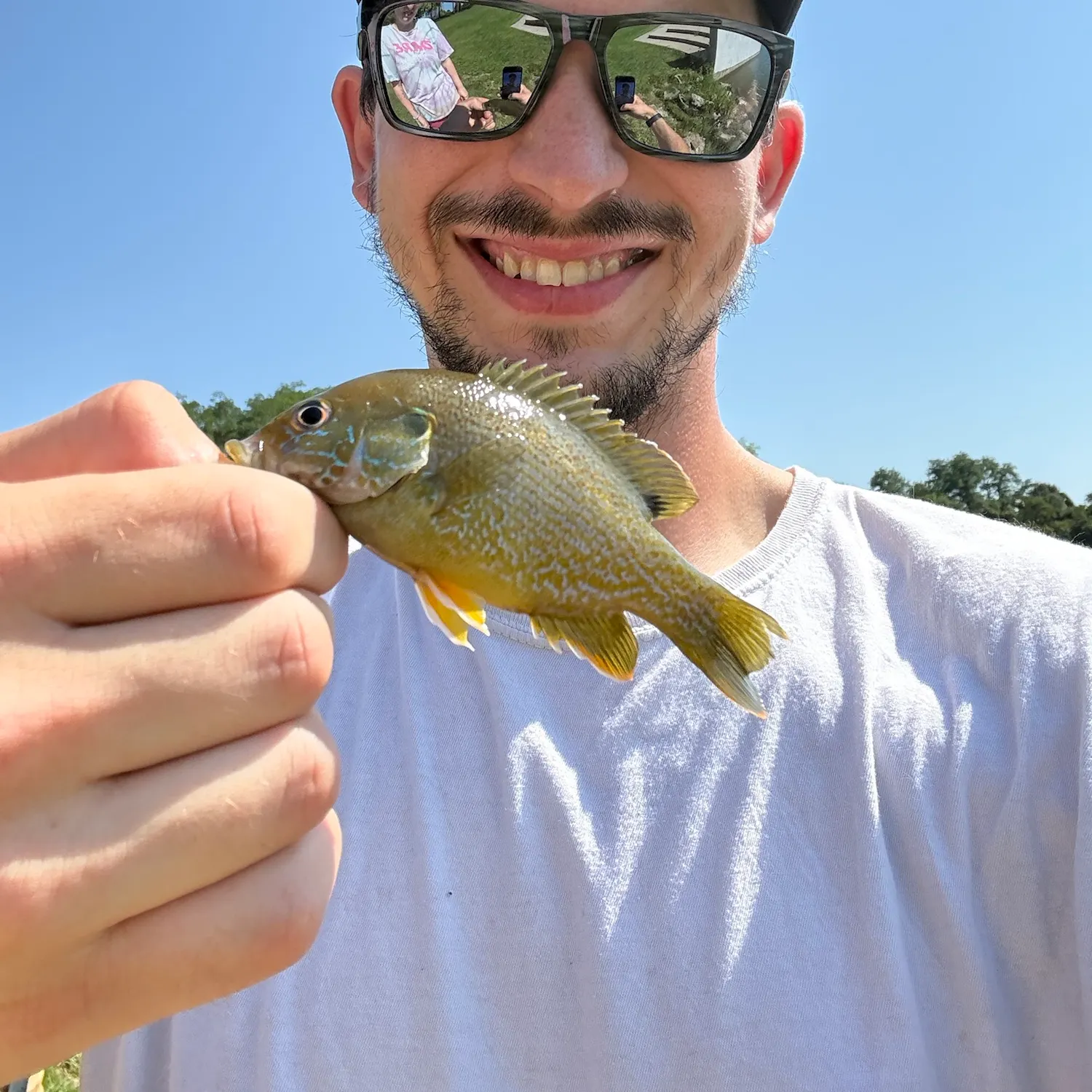 Green sunfish caught on Fishbrain
