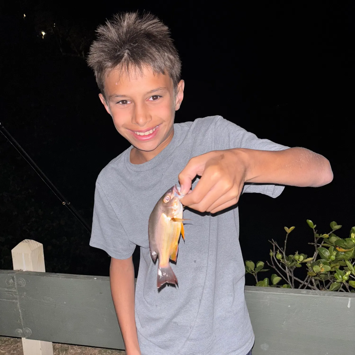 The most recent Blackfin snapper catches on Fishbrain