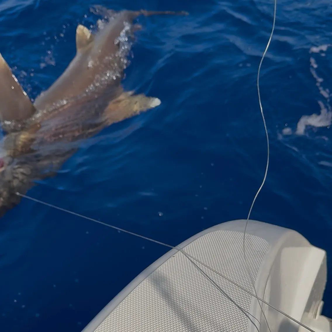most liked catch image