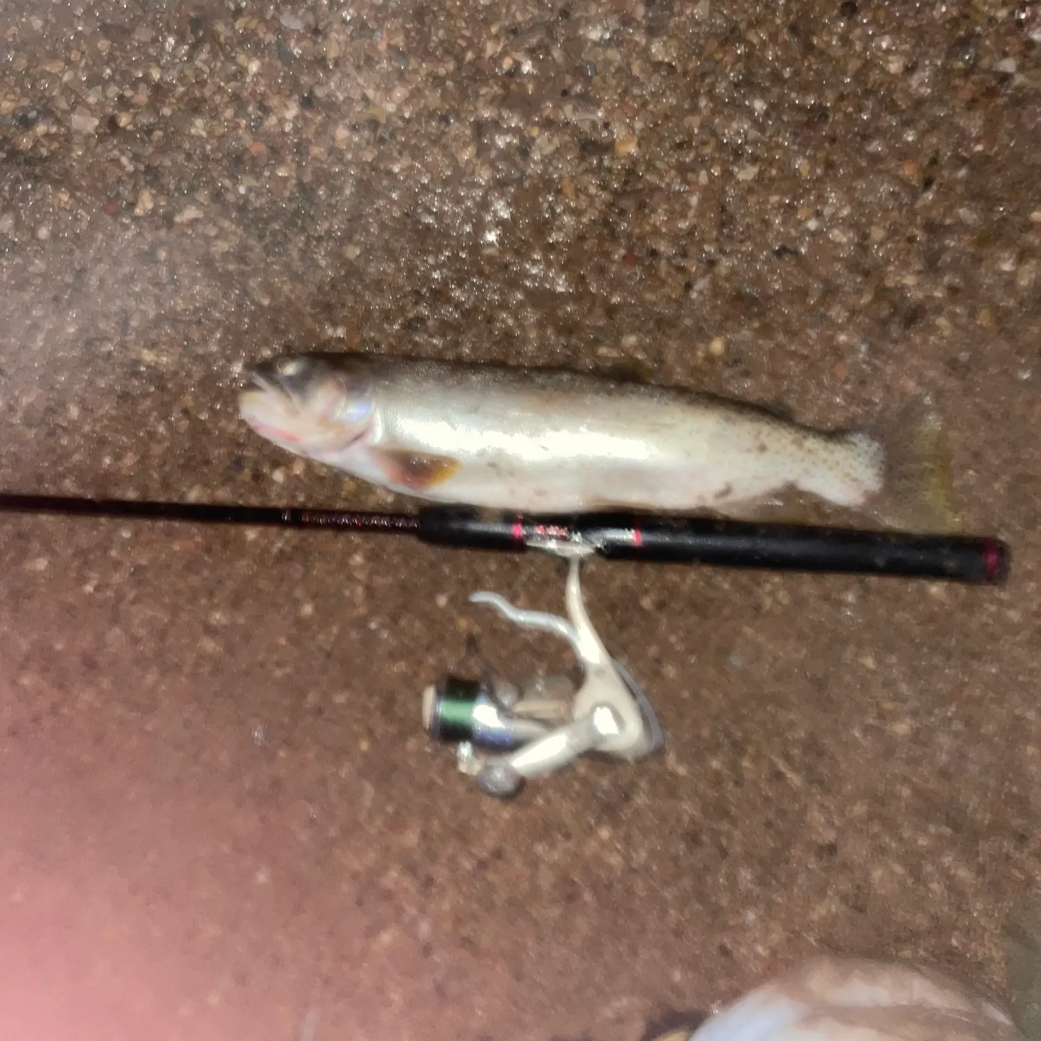 The most recent Cutthroat trout catches on Fishbrain