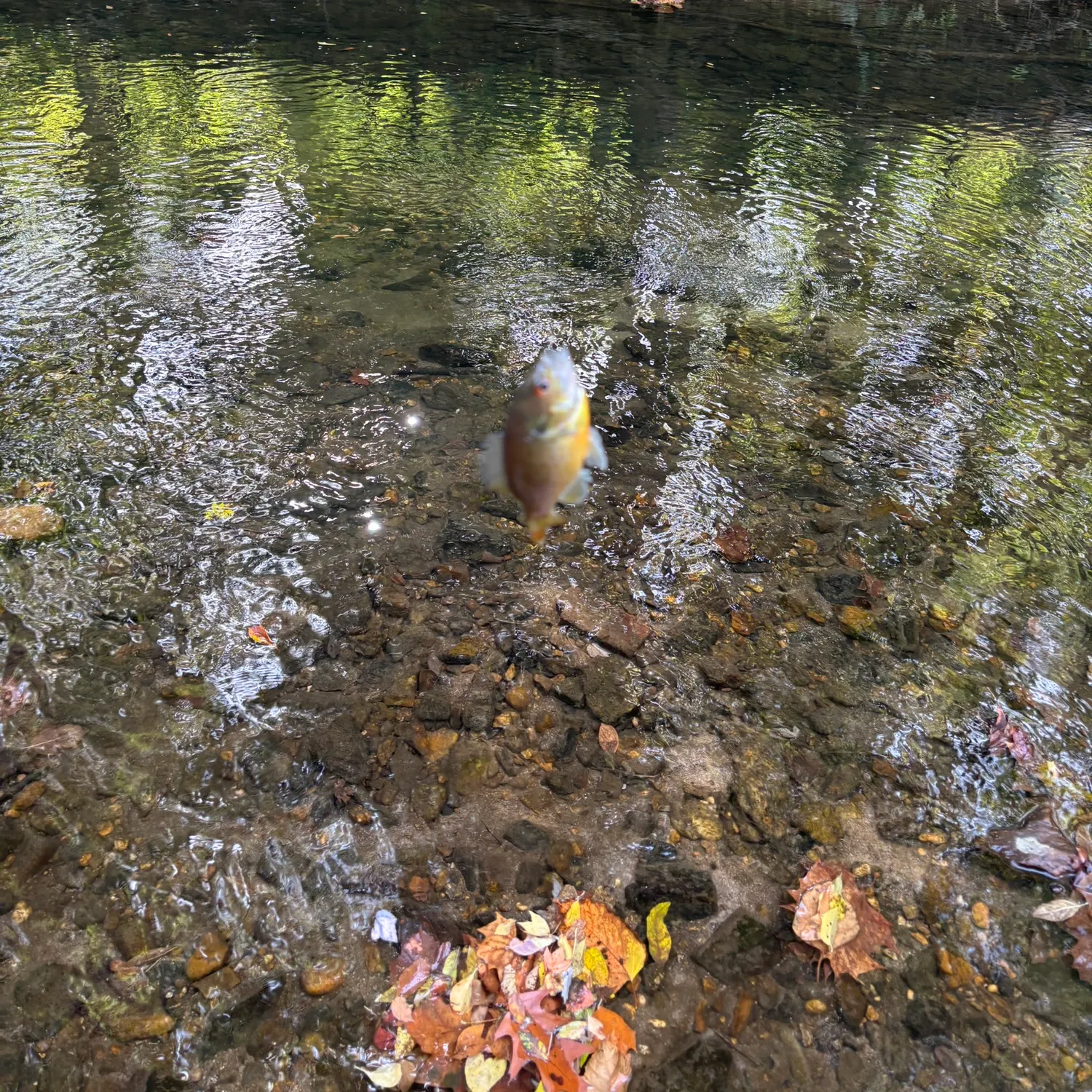 Redbreast sunfish caught on Fishbrain
