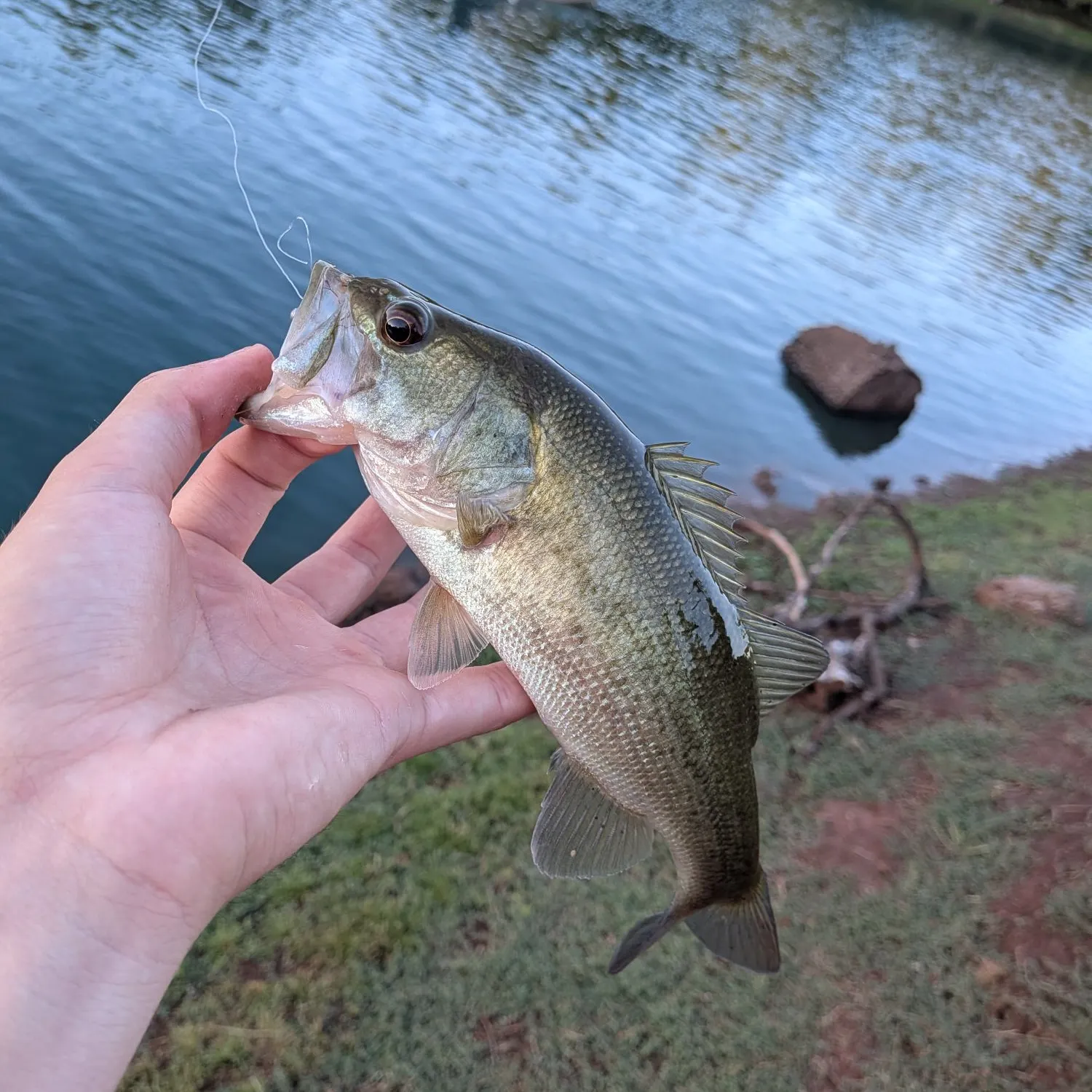 Largemouth bass caught on Fishbrain