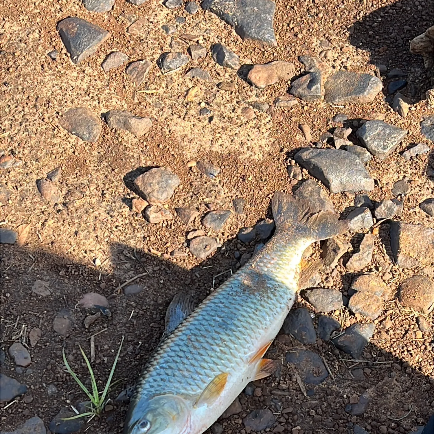 The most recent Boga catches on Fishbrain