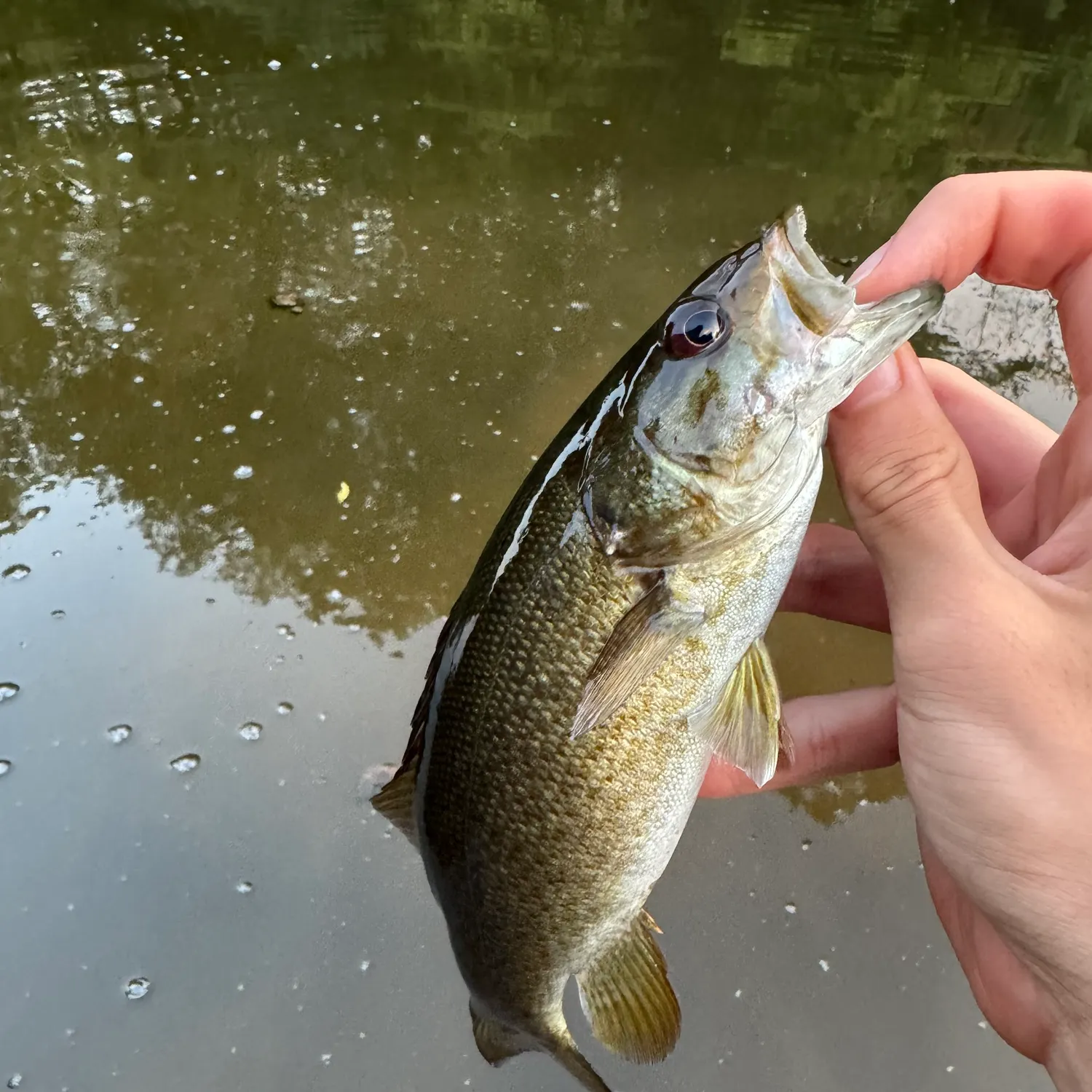 Smallmouth bass caught on Fishbrain