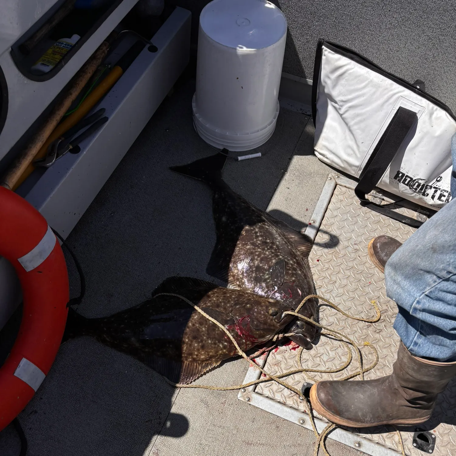 The most recent Atlantic halibut catches on Fishbrain