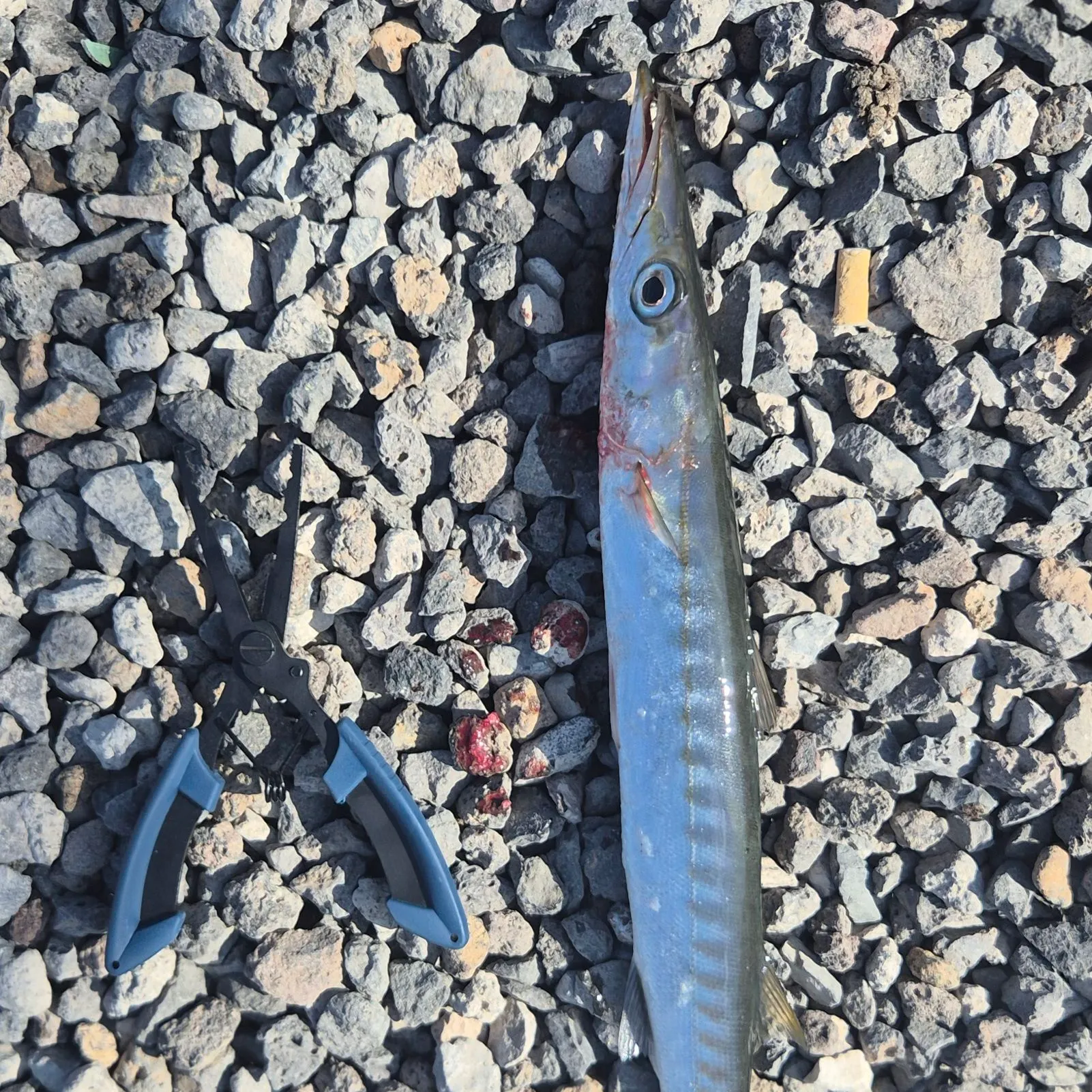 Great barracuda caught on Fishbrain