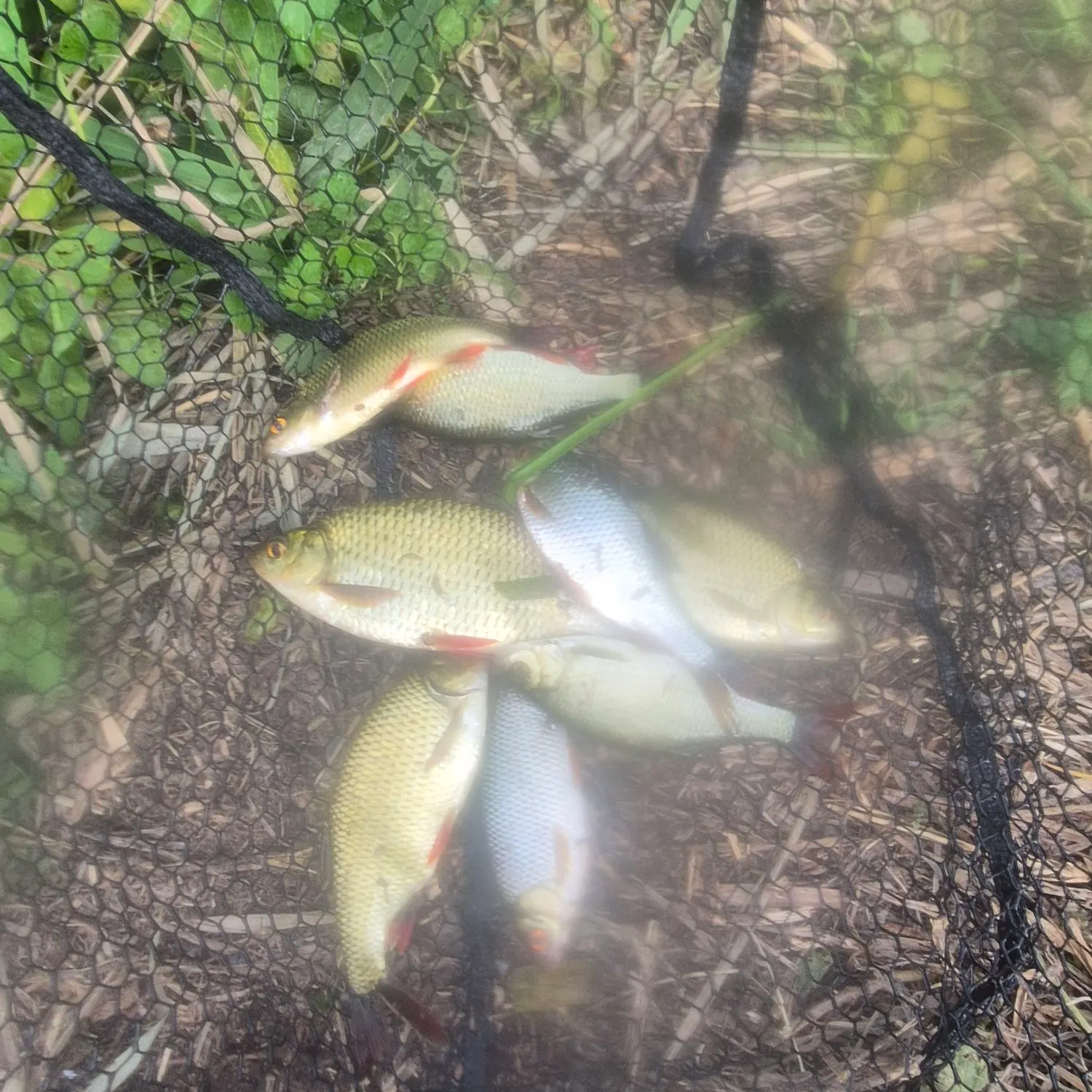 Common rudd caught on Fishbrain