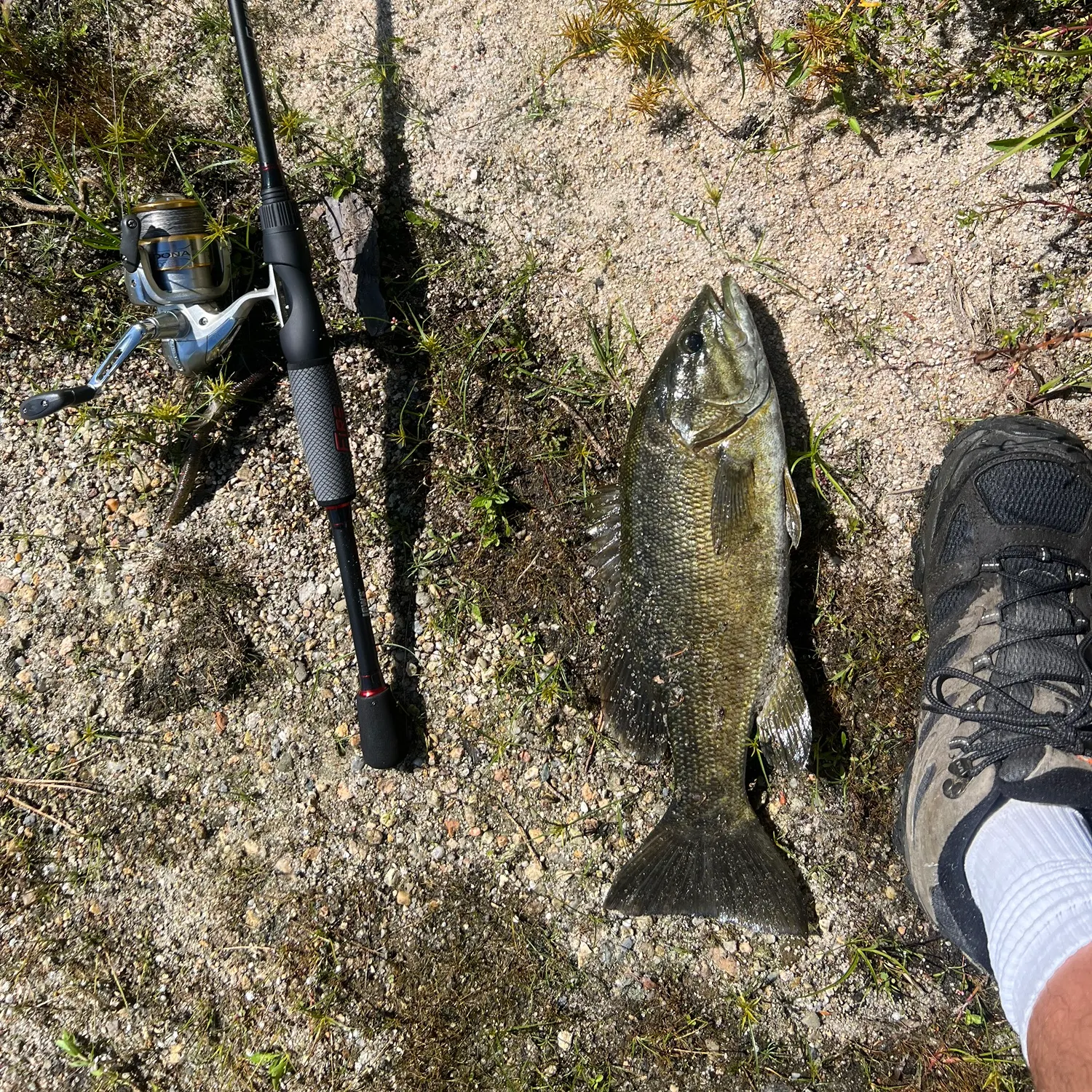 Smallmouth bass caught on Fishbrain