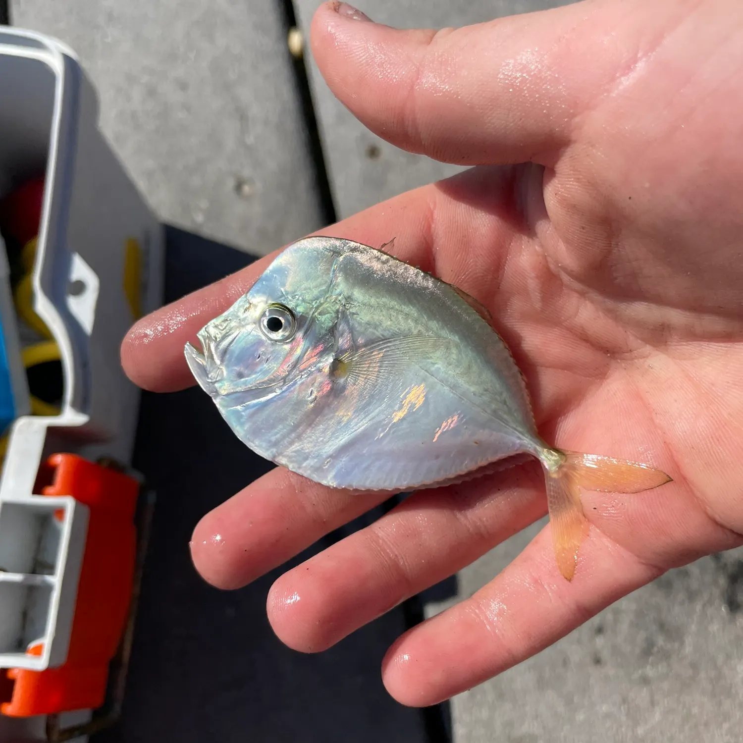 most liked catch image