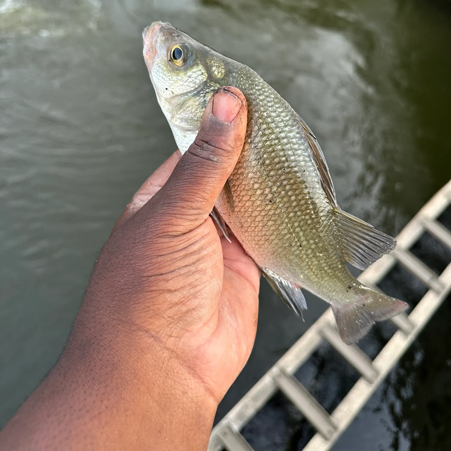 White perch caught on Fishbrain