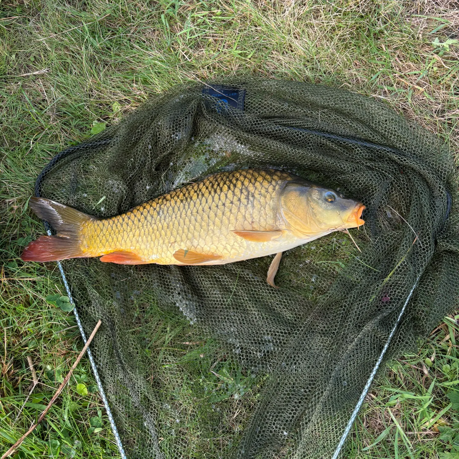 Common carp caught on Fishbrain