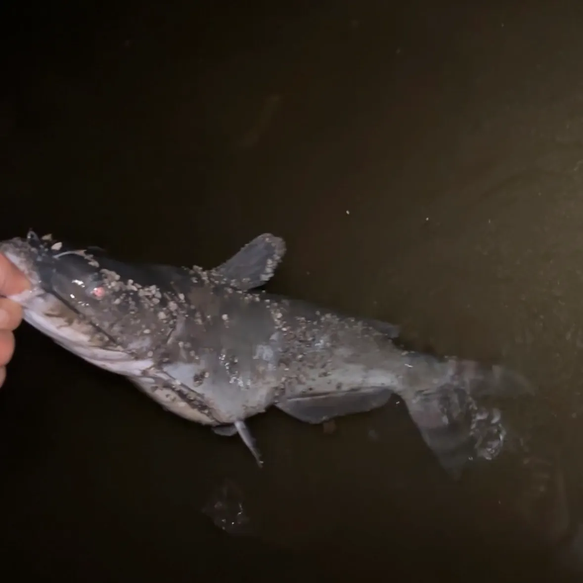 Channel catfish caught on Fishbrain