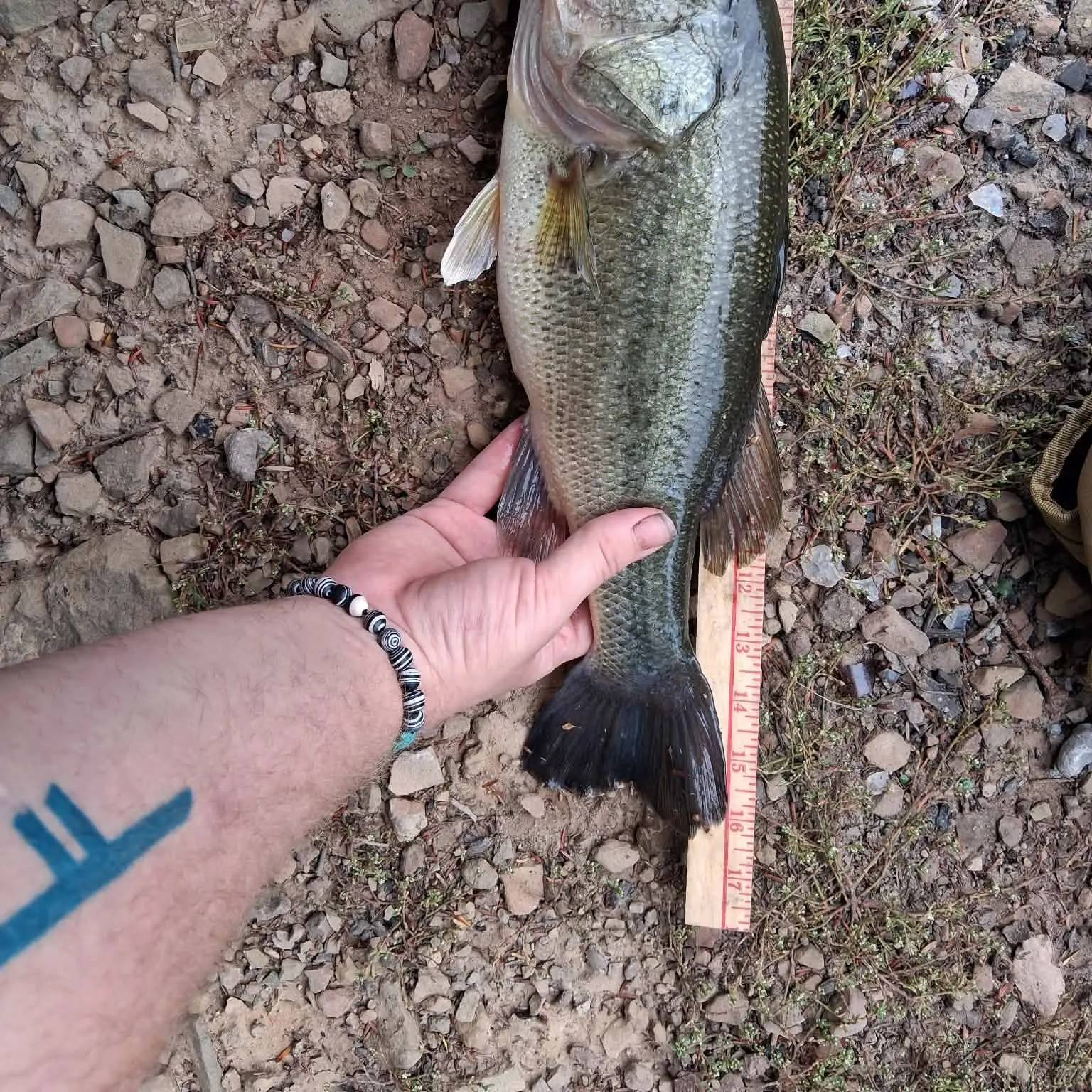 Largemouth bass caught on Fishbrain