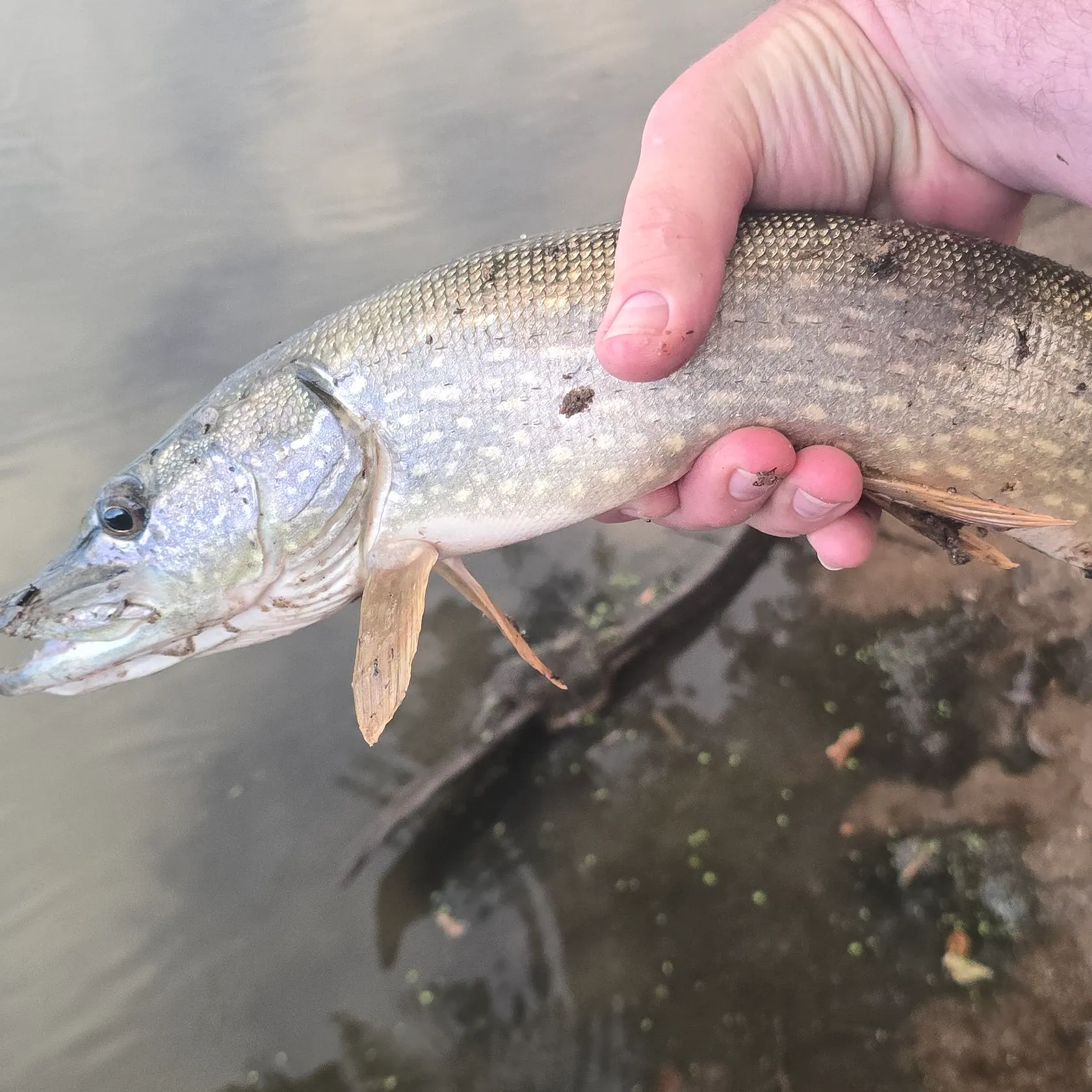 Northern pike caught on Fishbrain
