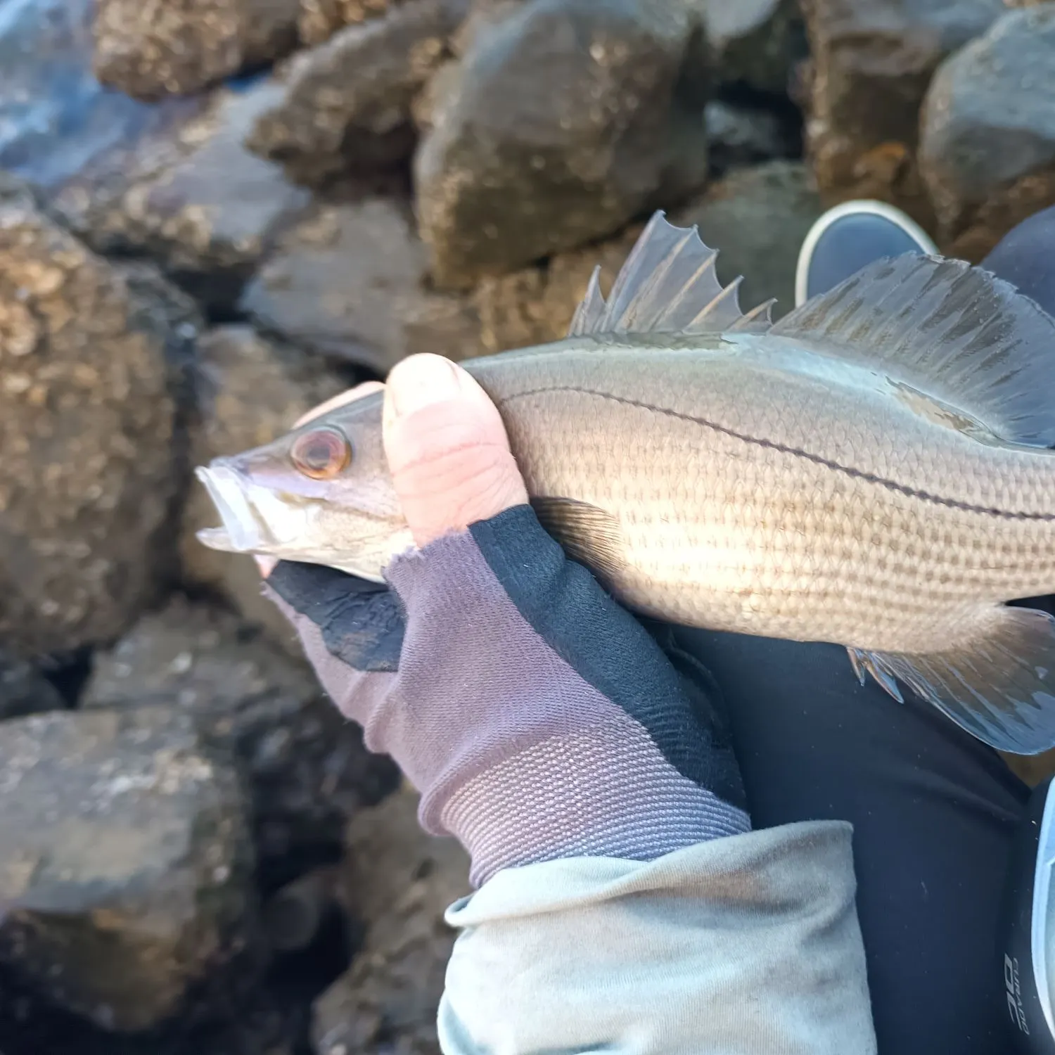 The most recent Waigieu seaperch catches on Fishbrain