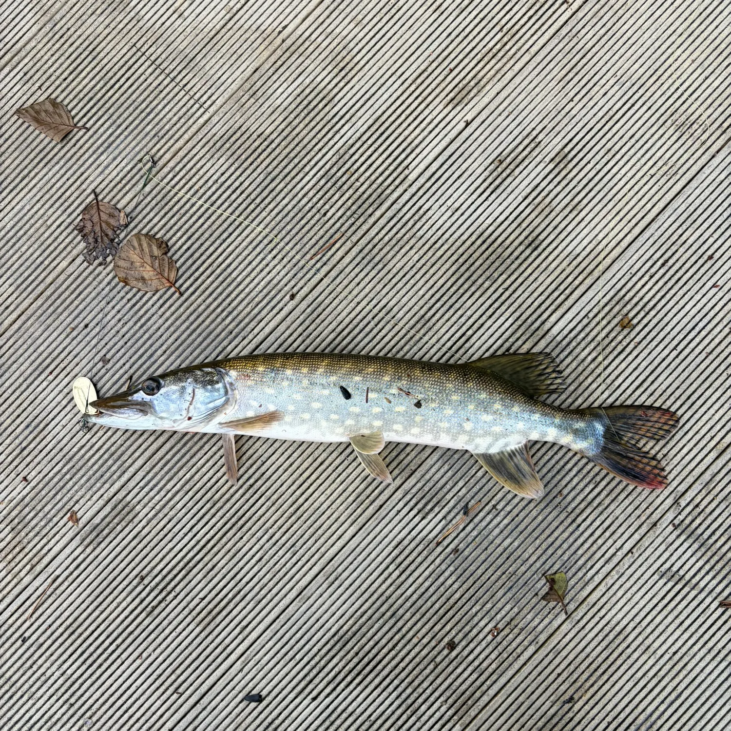 recently logged catches