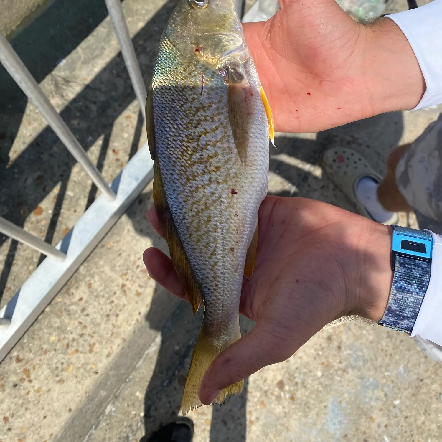 Atlantic croaker caught on Fishbrain