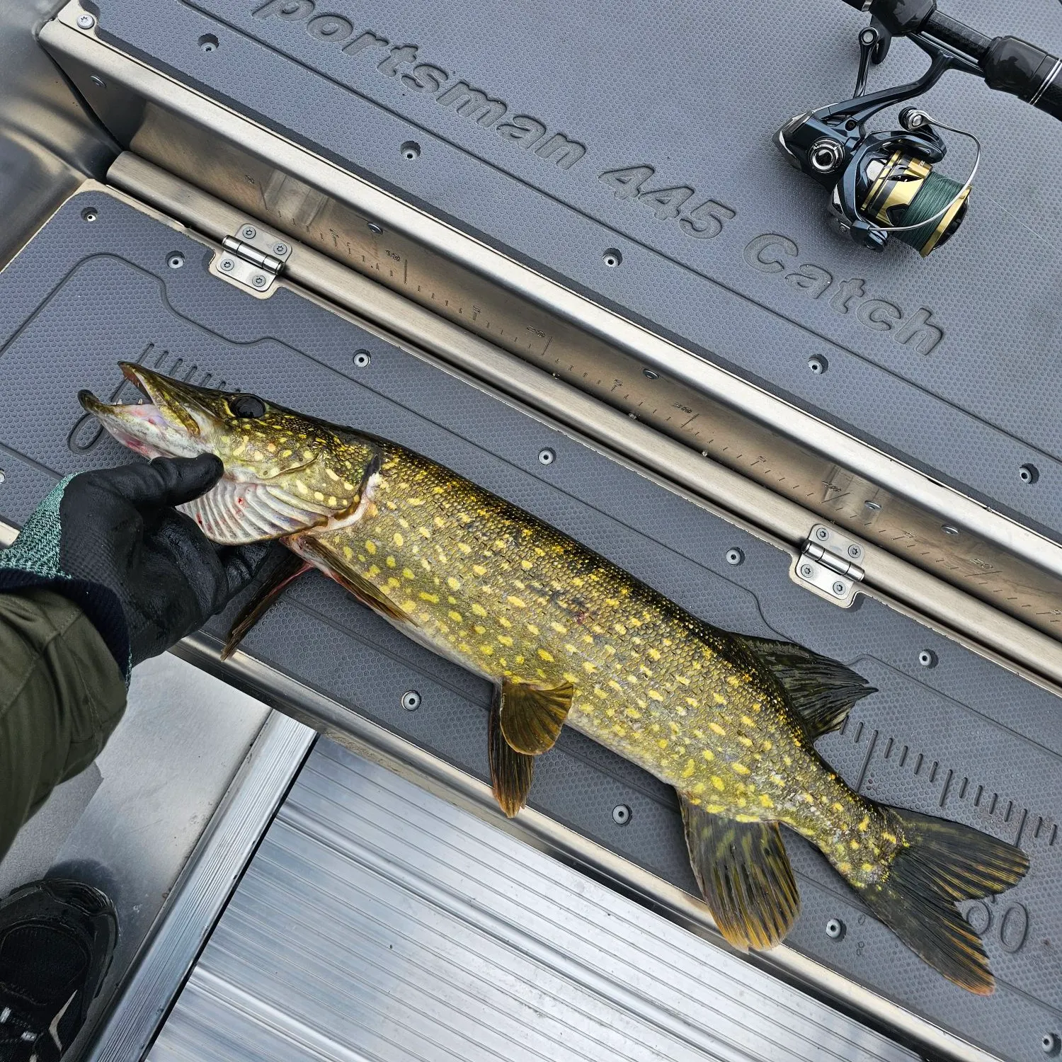 Northern pike caught on Fishbrain