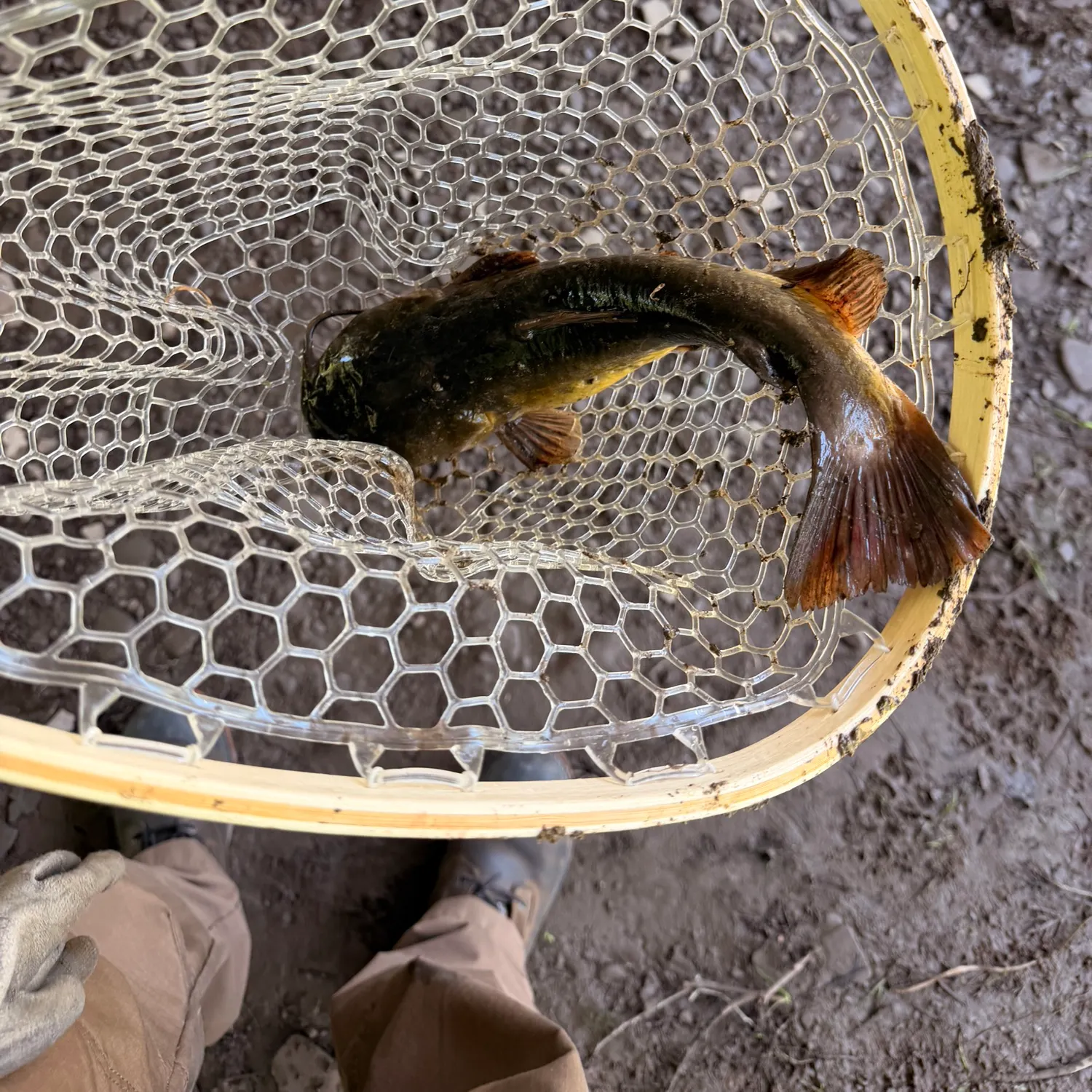 catch